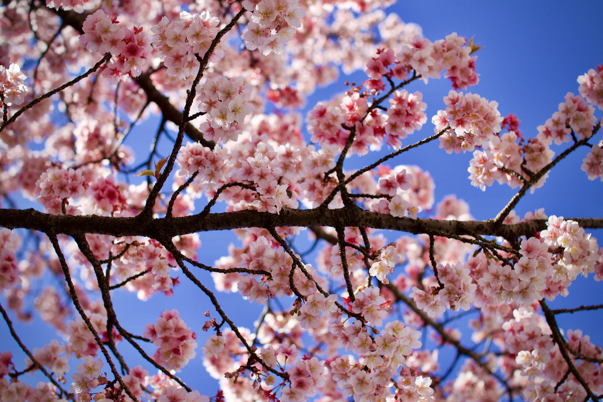 Canon EOS 80D + Sigma 30mm F1.4 EX DC HSM sample photo. Cherry blossom @musashi-kosugi photography