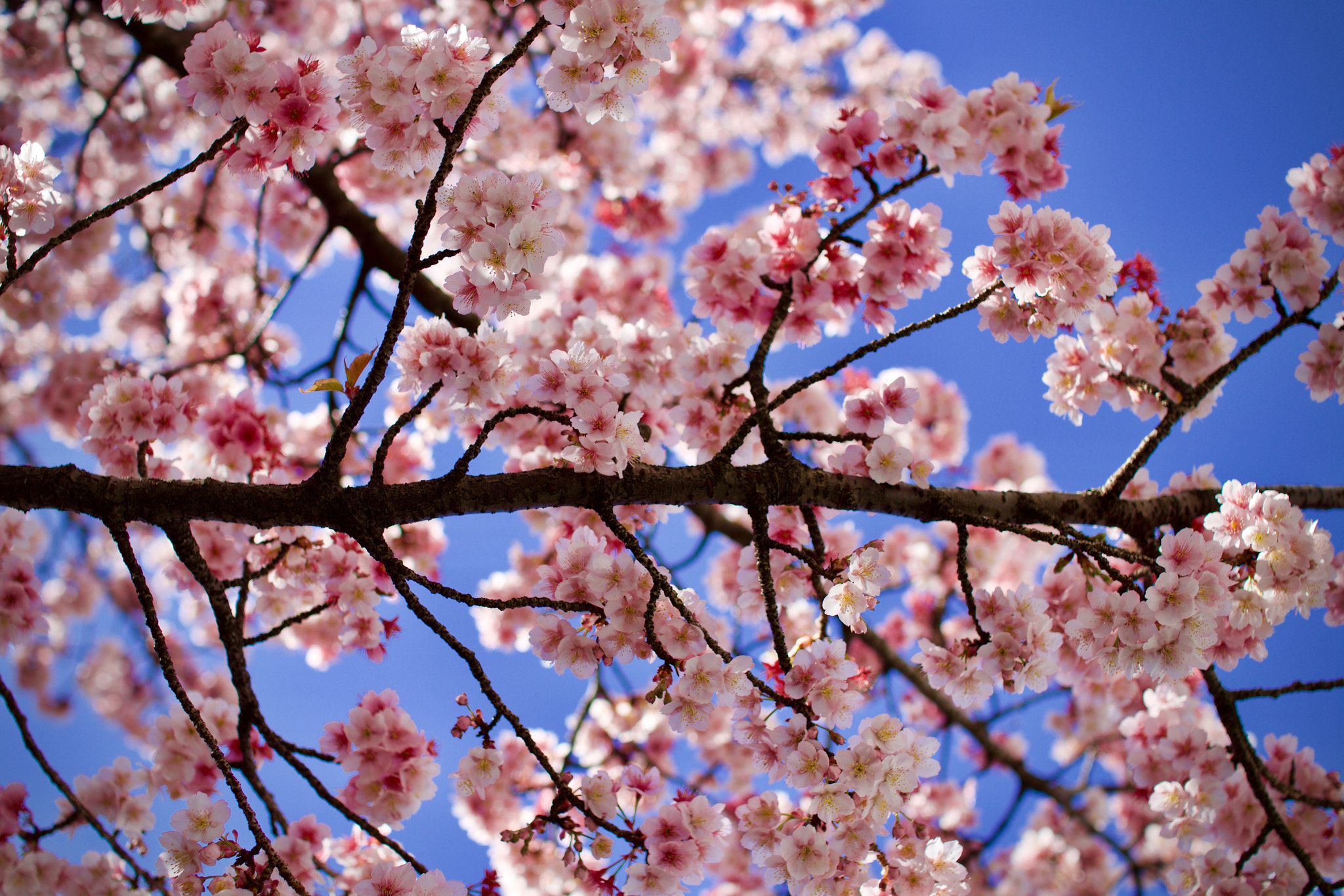 Sigma 30mm F1.4 EX DC HSM sample photo. Cherry blossom @musashi-kosugi photography