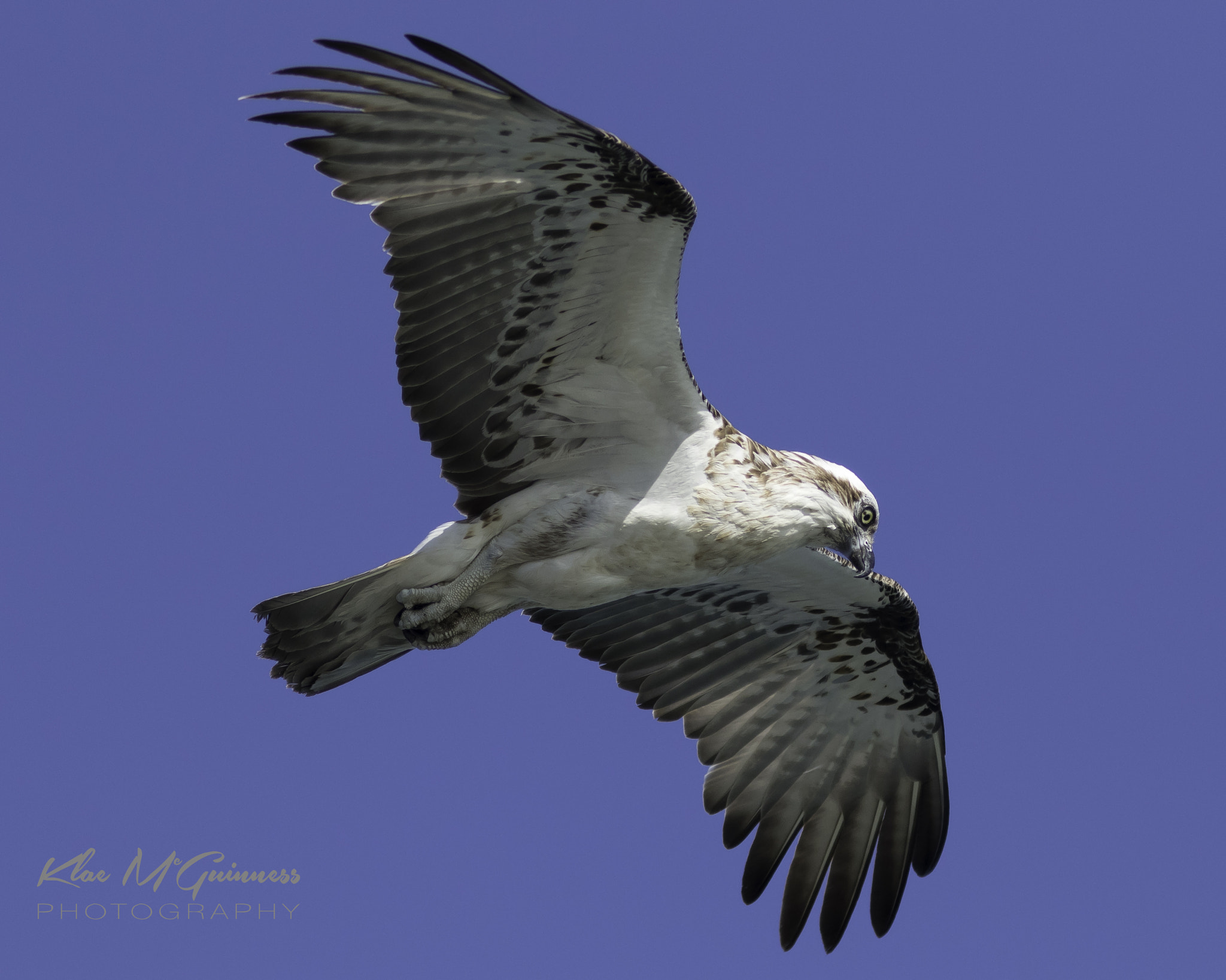 Canon EF 300mm F4L IS USM sample photo. Ofspray photography