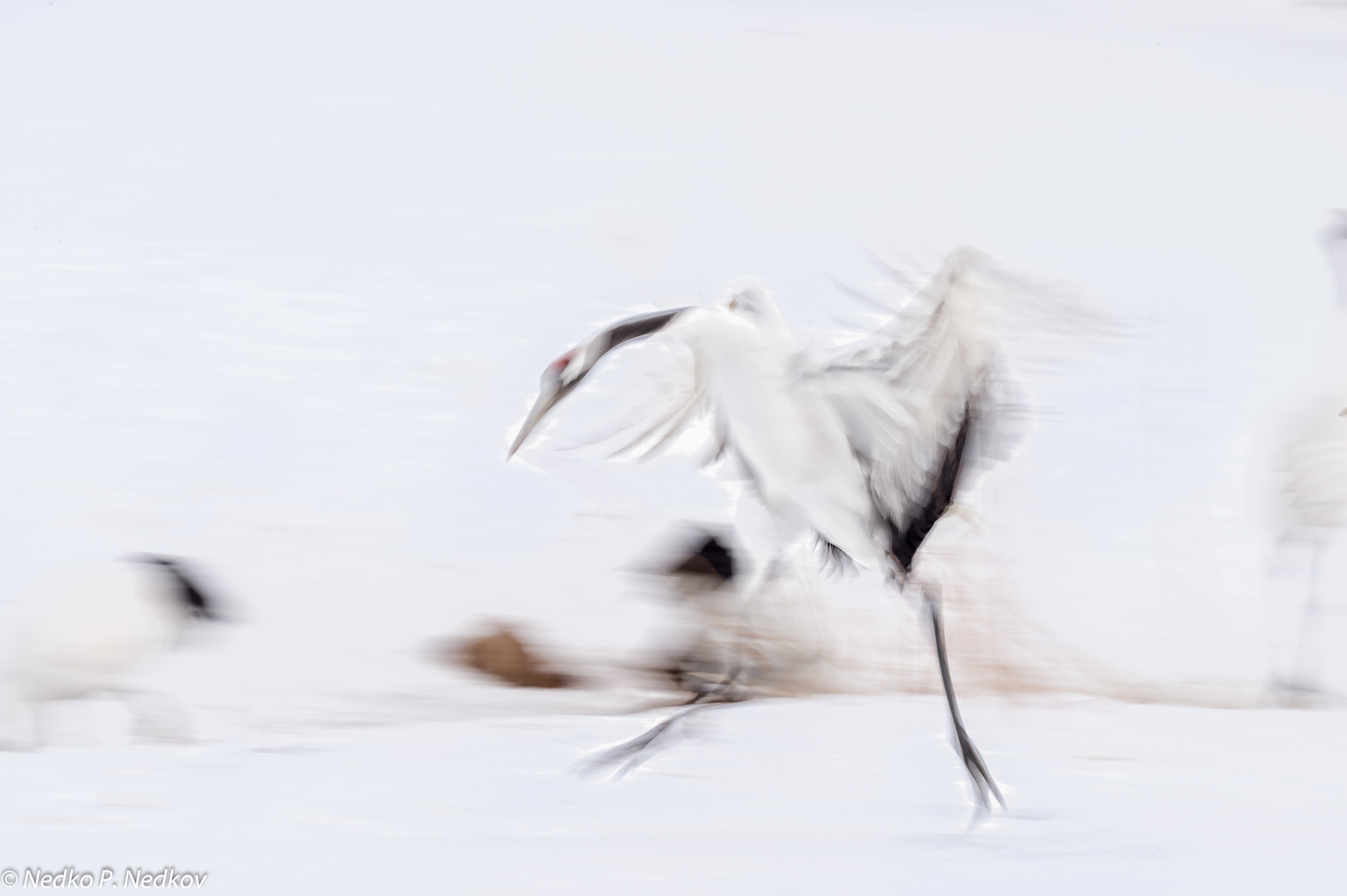 Nikon AF-S Nikkor 600mm F4E FL ED VR sample photo. Nature photography