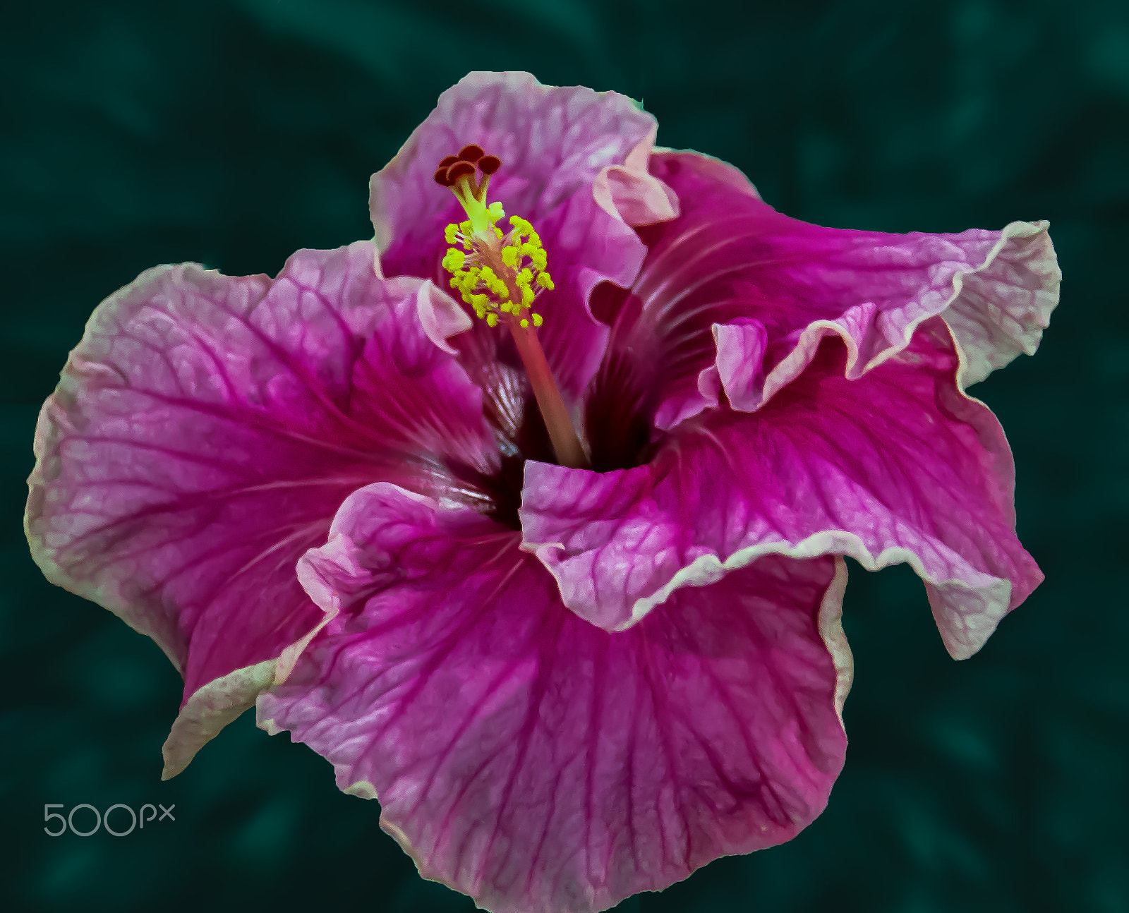 Canon EOS 600D (Rebel EOS T3i / EOS Kiss X5) sample photo. Rose colored hibiscus photography