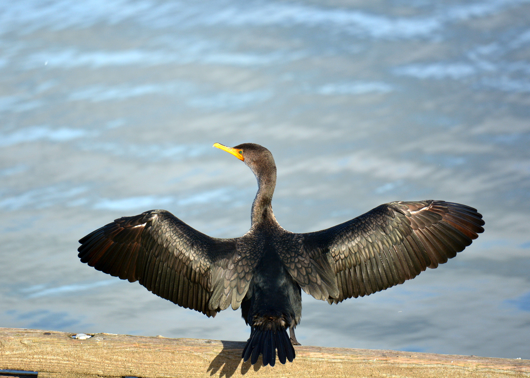 Tamron SP 70-200mm F2.8 Di VC USD sample photo. The show-off photography