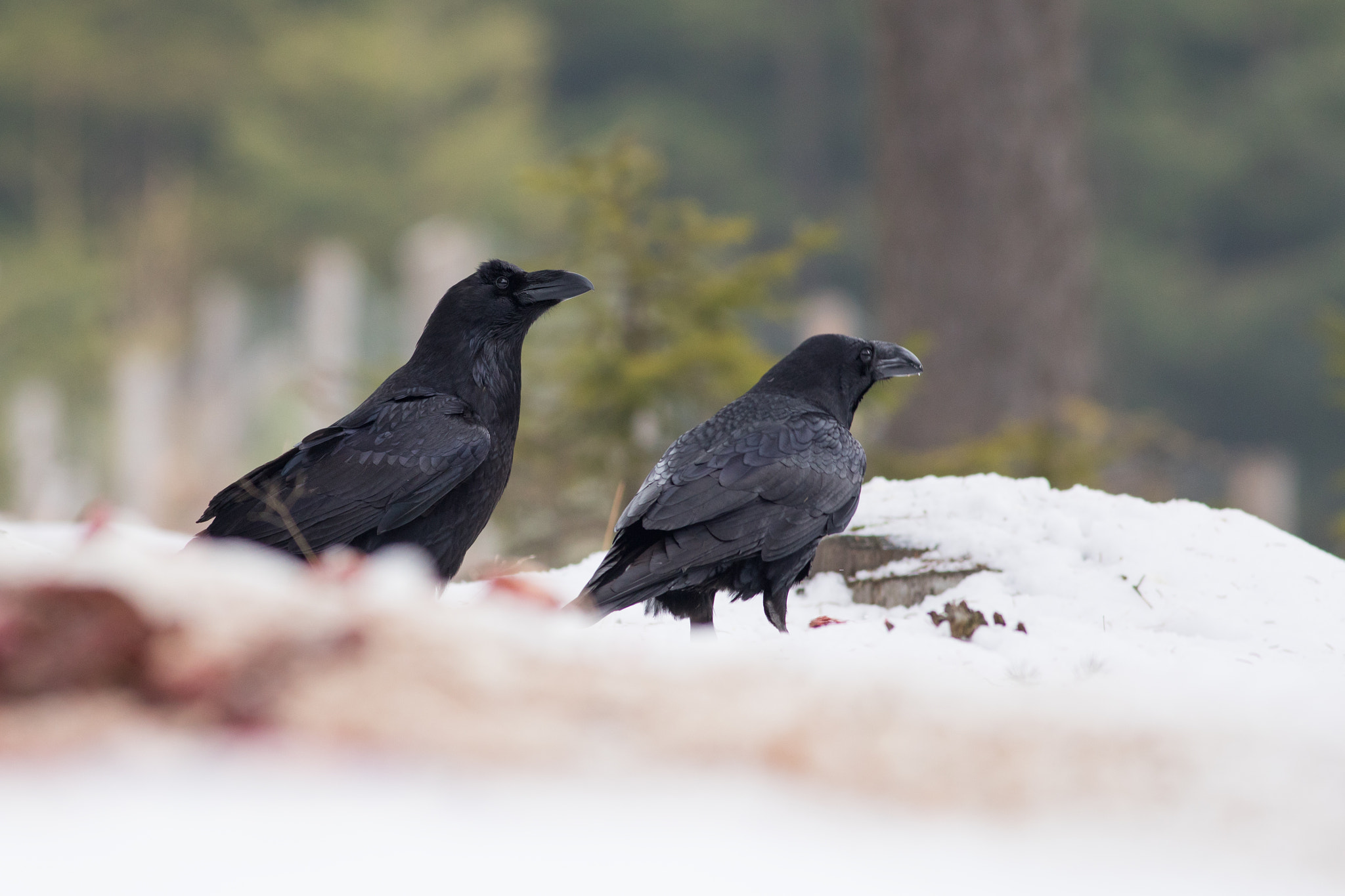 Canon EF 400mm F5.6L USM sample photo. Krkavec velký (corvus corax)

 photography