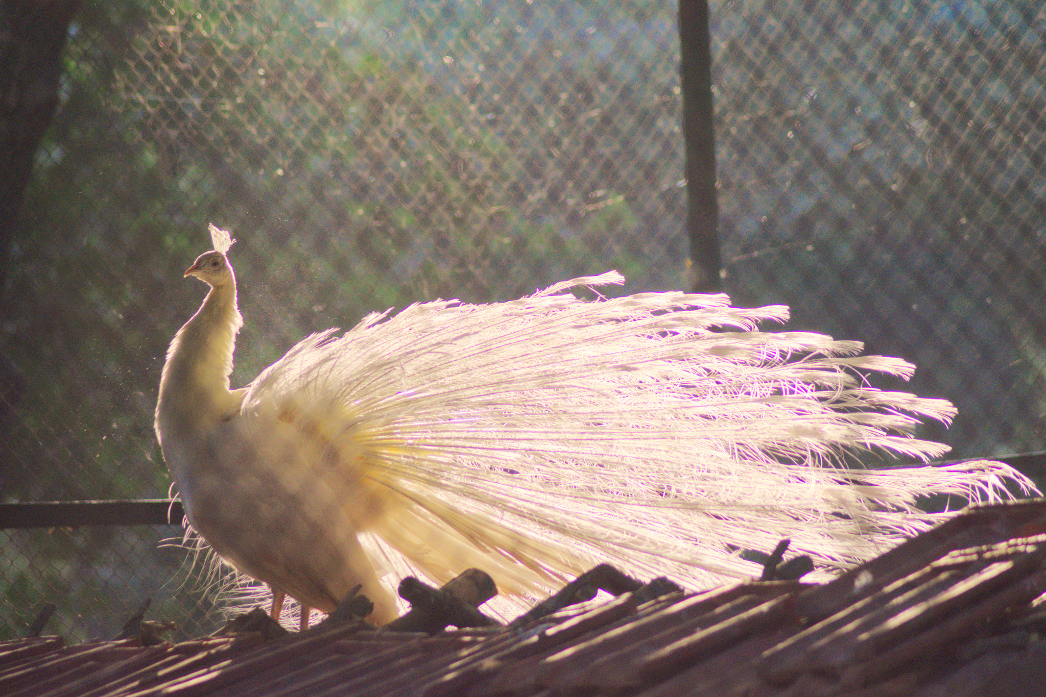 Nikon AF Nikkor 70-300mm F4-5.6G sample photo. White peacock photography