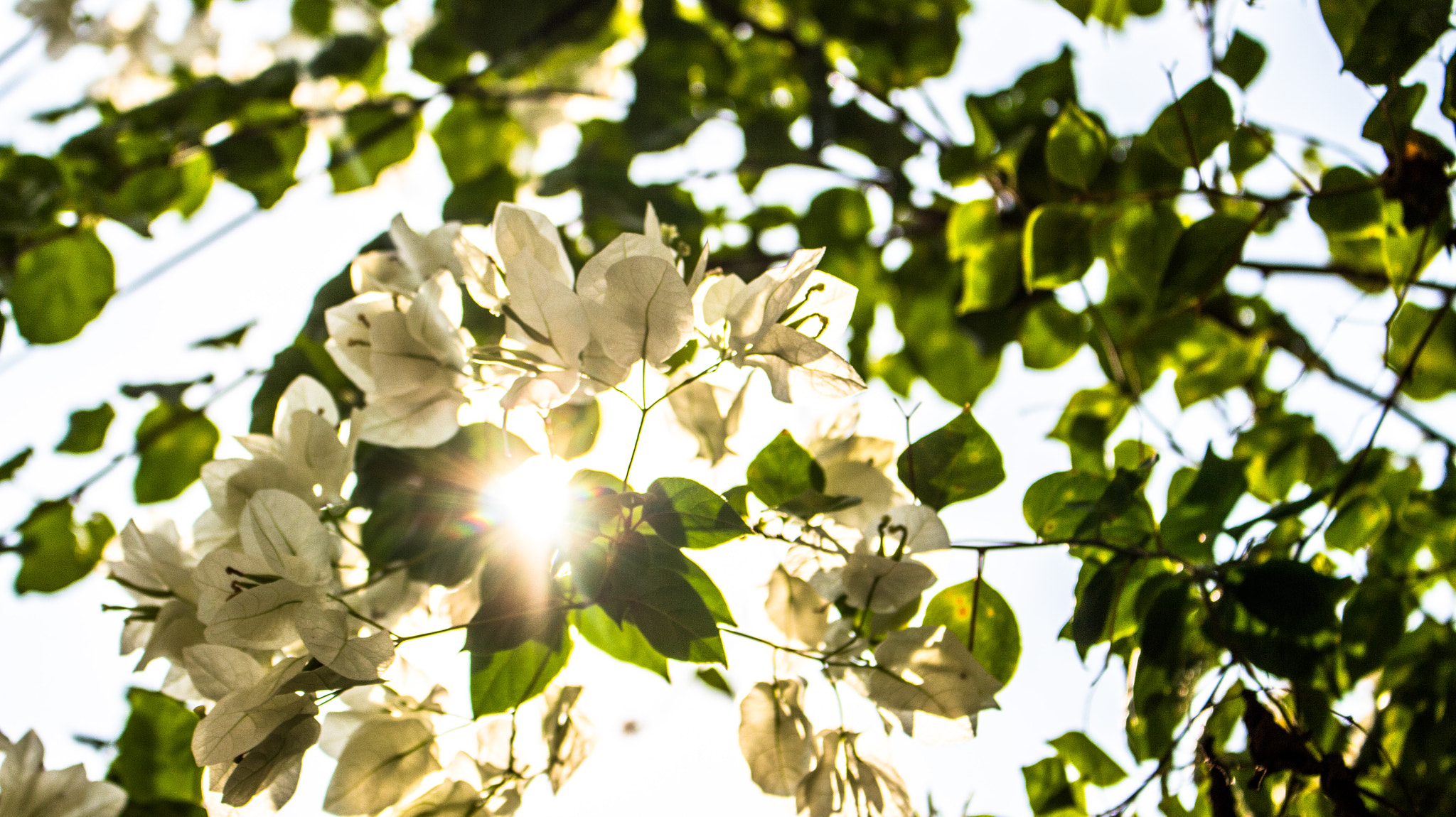 Canon EOS 700D (EOS Rebel T5i / EOS Kiss X7i) sample photo. From flowers to the stars photography