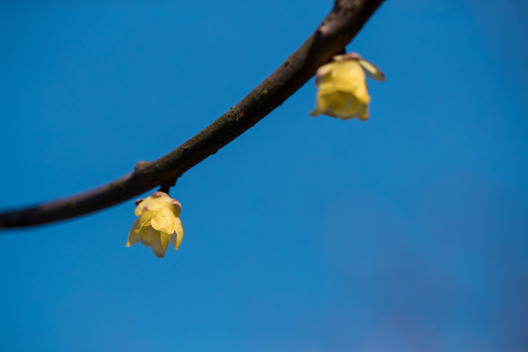 Canon EF 100mm F2.8L Macro IS USM sample photo. Plum blossom photography