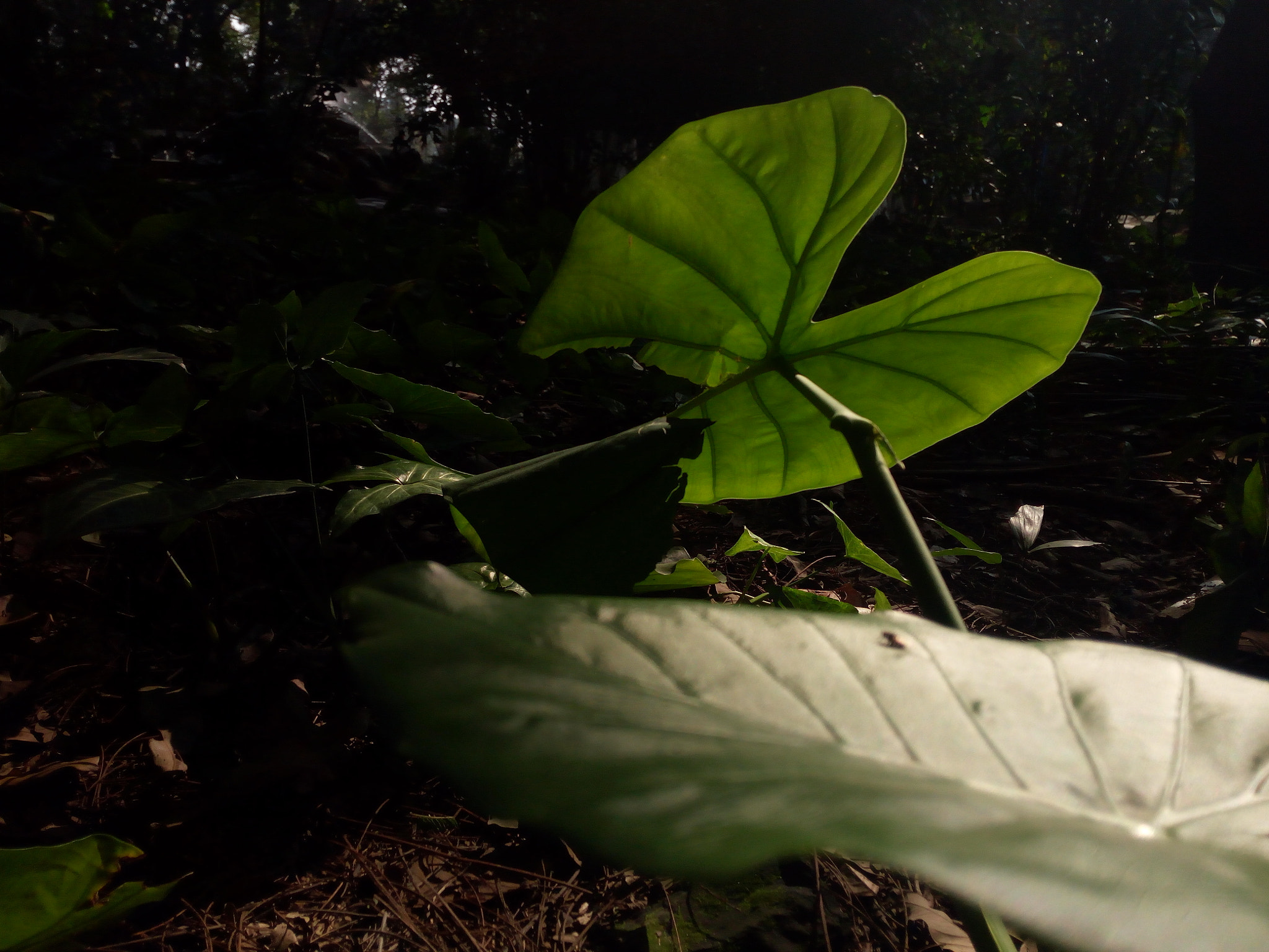 HUAWEI TANGO sample photo. 一块绿光 photography