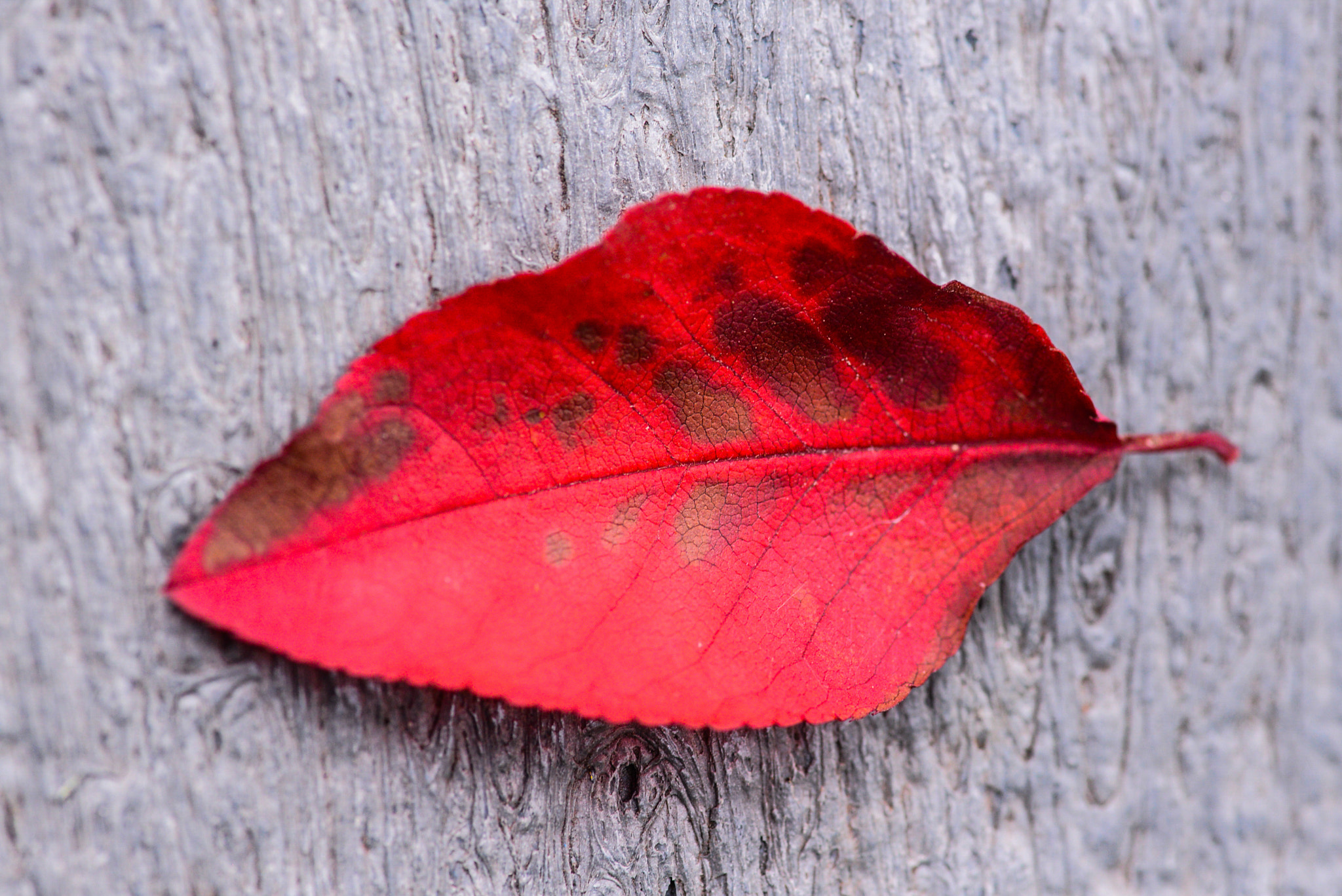 Tokina AT-X Pro 100mm F2.8 Macro sample photo. Red leaf detail photography