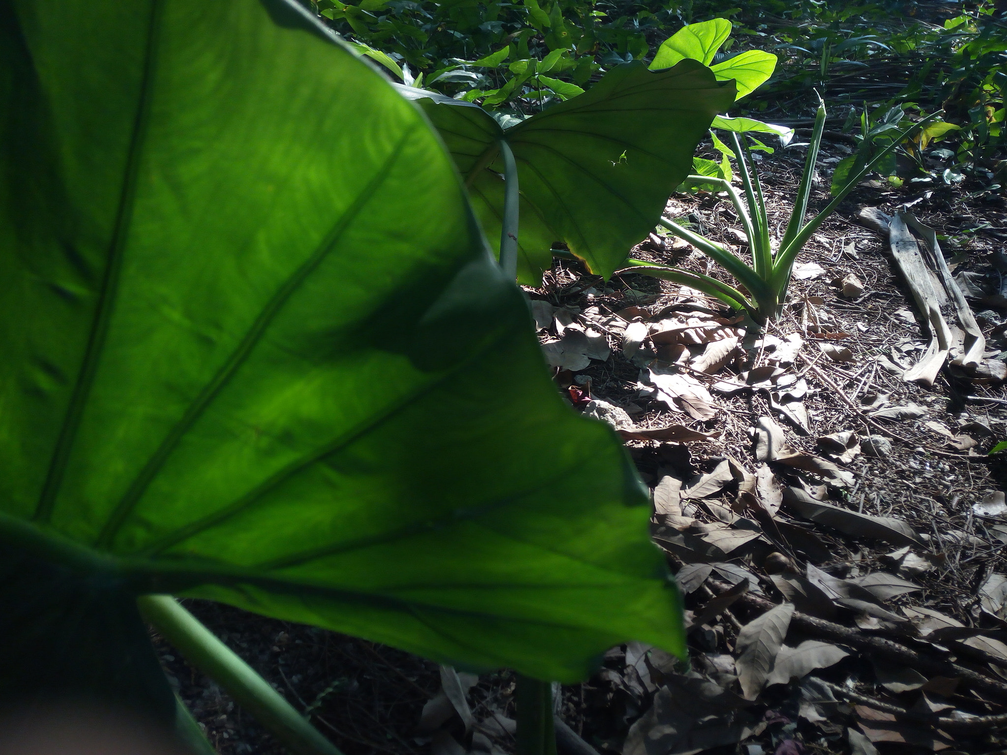 HUAWEI TANGO sample photo