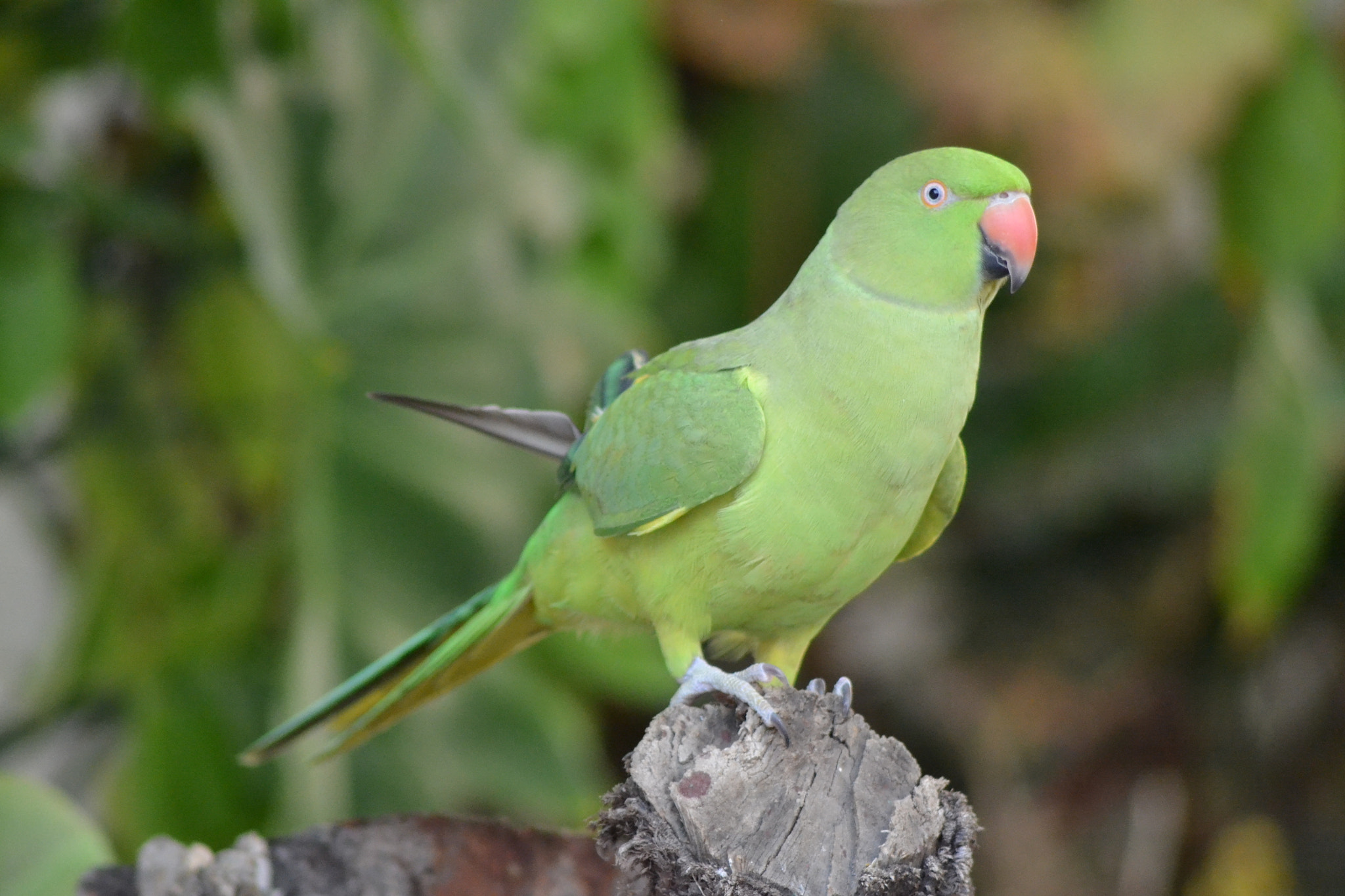 Nikon AF Nikkor 70-300mm F4-5.6G sample photo. Green parrot photography