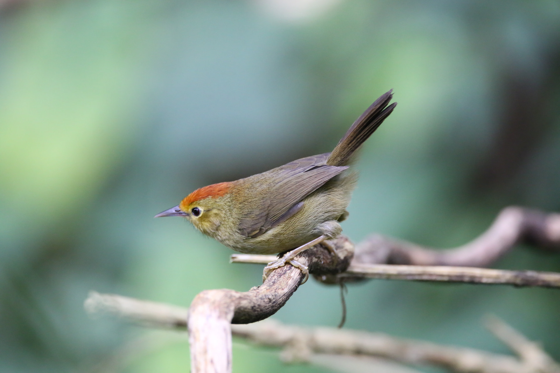 Sigma 150-600mm F5-6.3 DG OS HSM | C sample photo. Unknown bird 2 photography