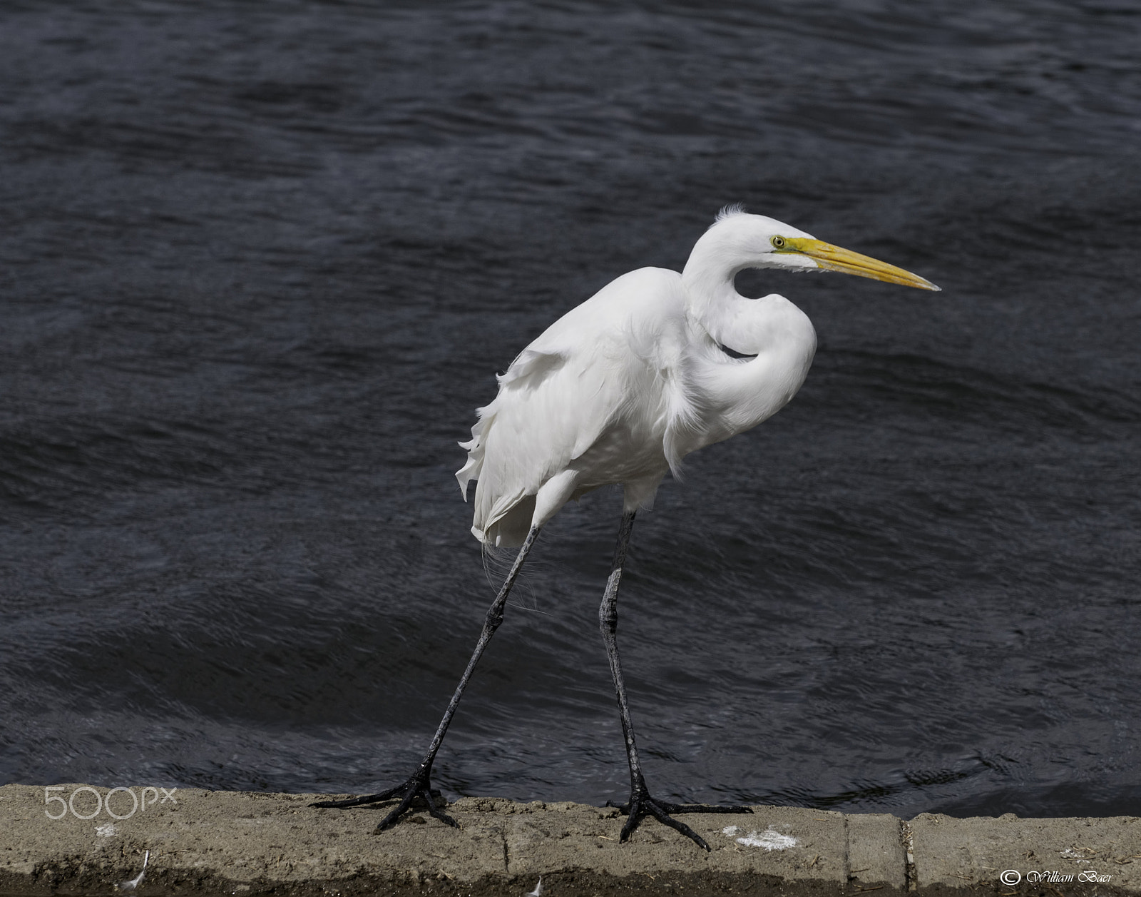 Nikon D300 sample photo. Lean into the wind photography