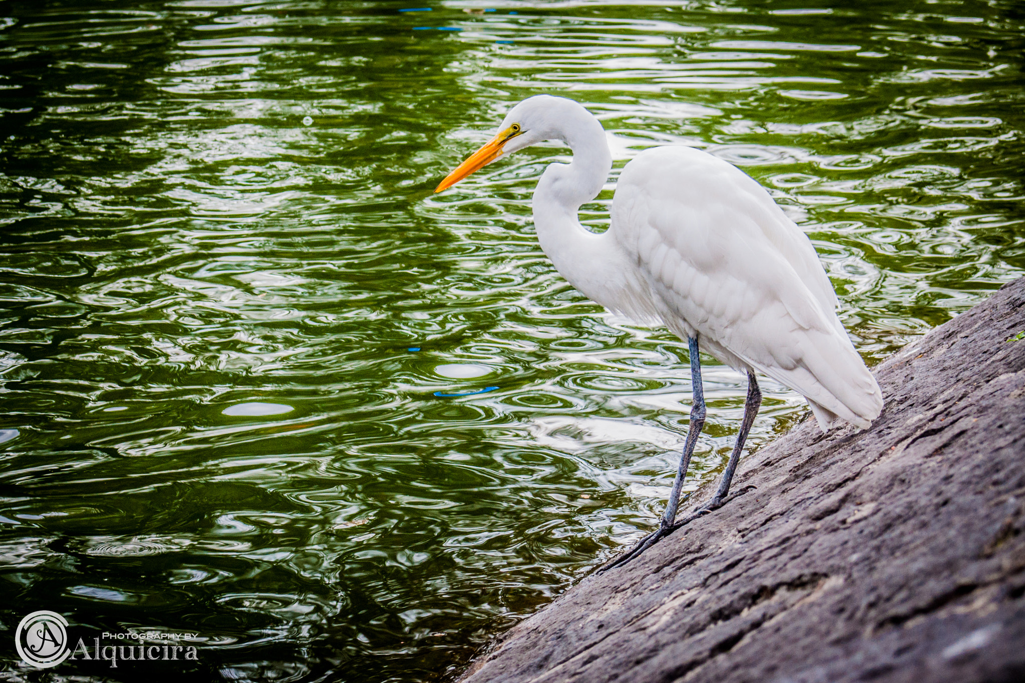 AF Zoom-Nikkor 28-80mm f/3.3-5.6G sample photo. Elegancia.jpg photography