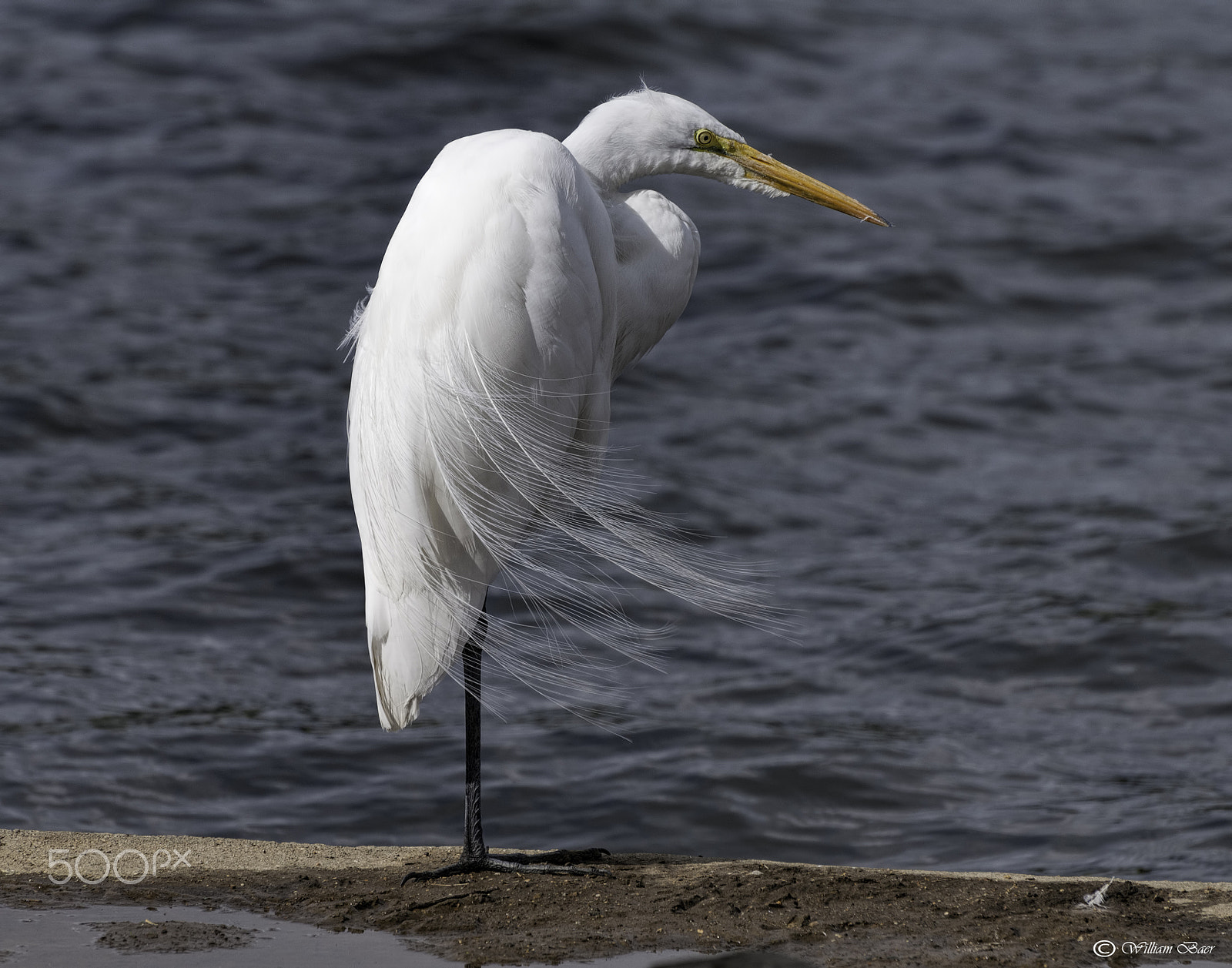 Nikon D300 sample photo. Fine feathered egret photography