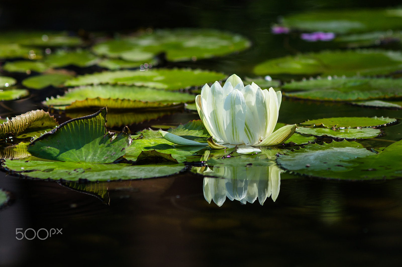 Canon EF 200mm f/2.8L II + 2x sample photo. 在水中央 photography