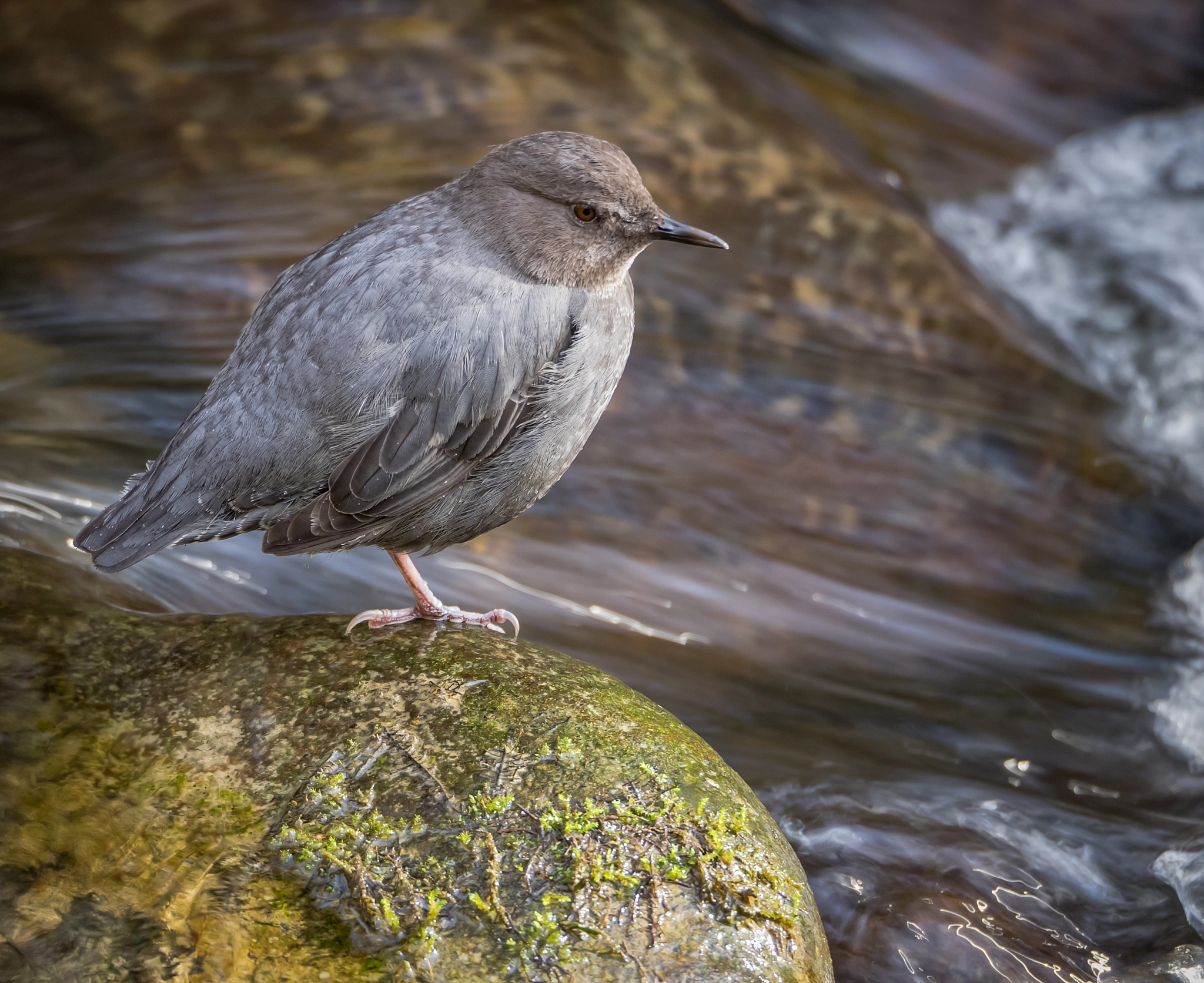 Olympus OM-D E-M1 sample photo. Dipper in slow water photography