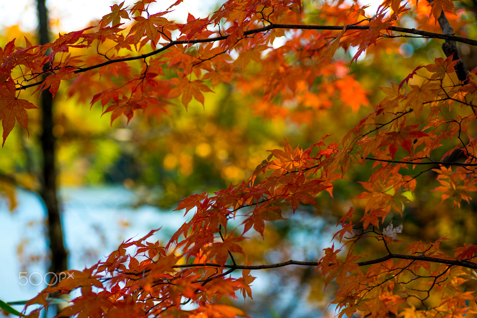 Nikon D800 + Tamron SP 90mm F2.8 Di VC USD 1:1 Macro sample photo. Maple leaves and the pond photography