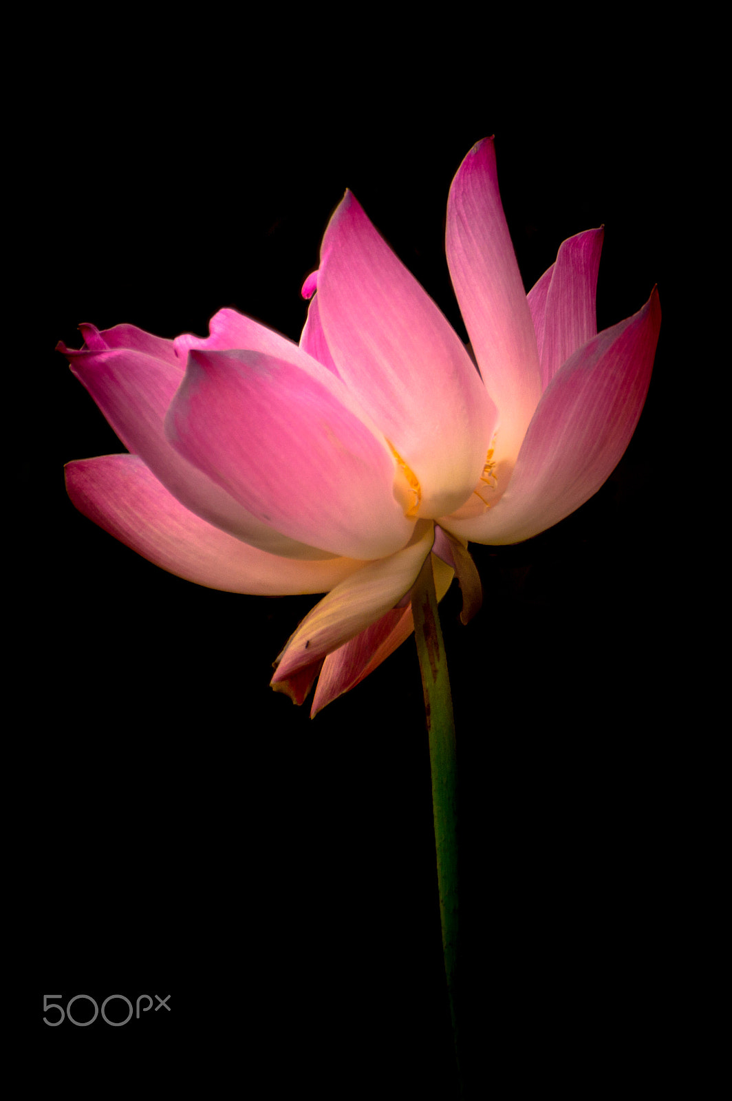 Nikon D3200 sample photo. Pink in the black photography