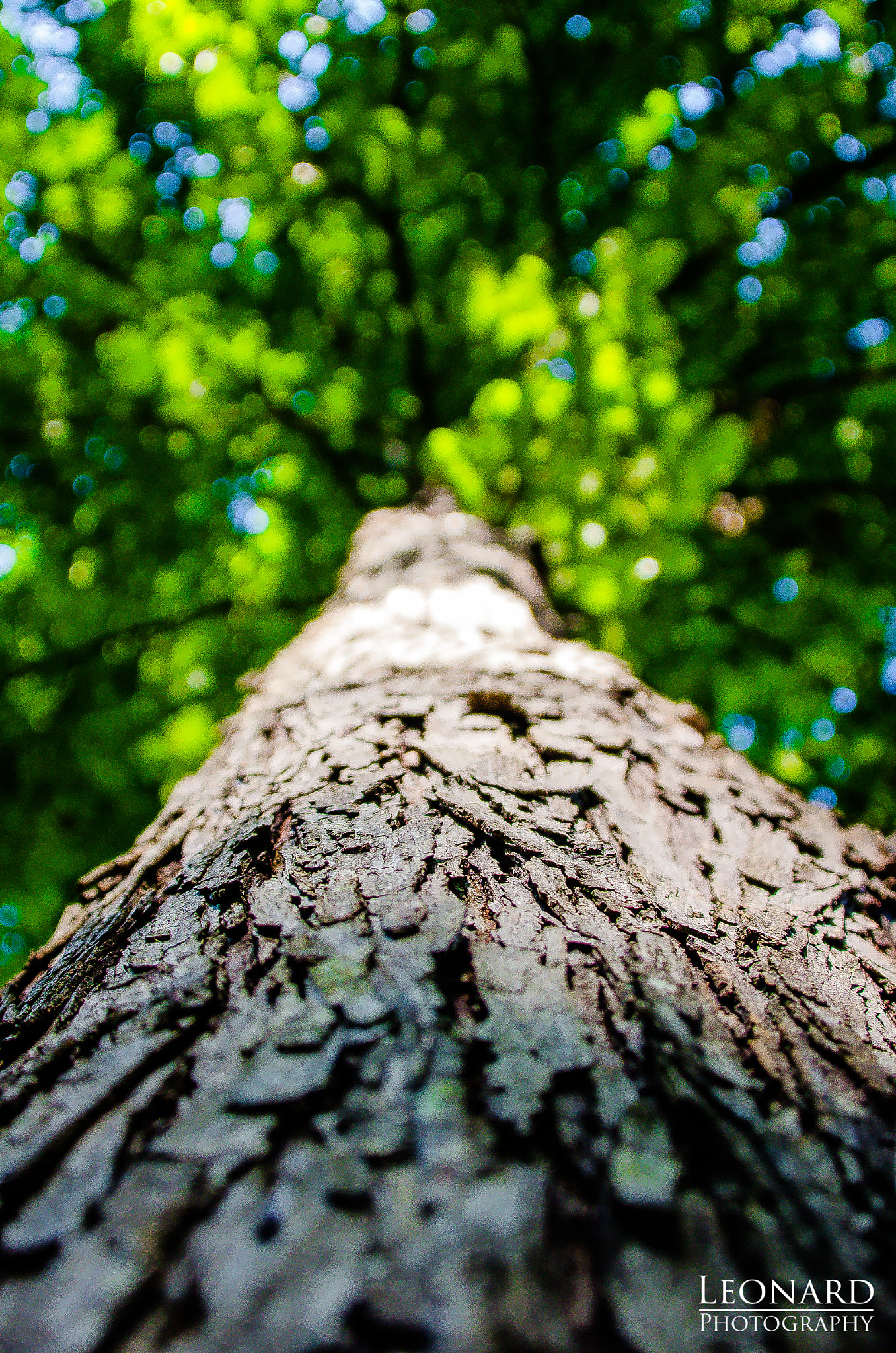 Nikon D7000 sample photo. Tree trunk photography