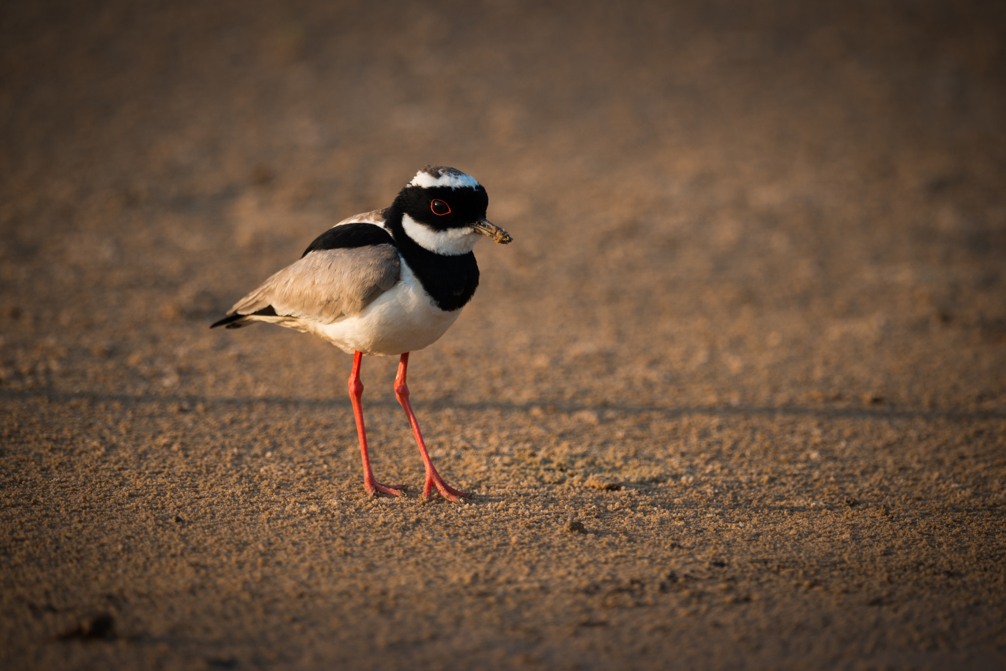 Nikon AF-S Nikkor 800mm F5.6E FL ED VR sample photo. Pied plover on beach in golden light photography