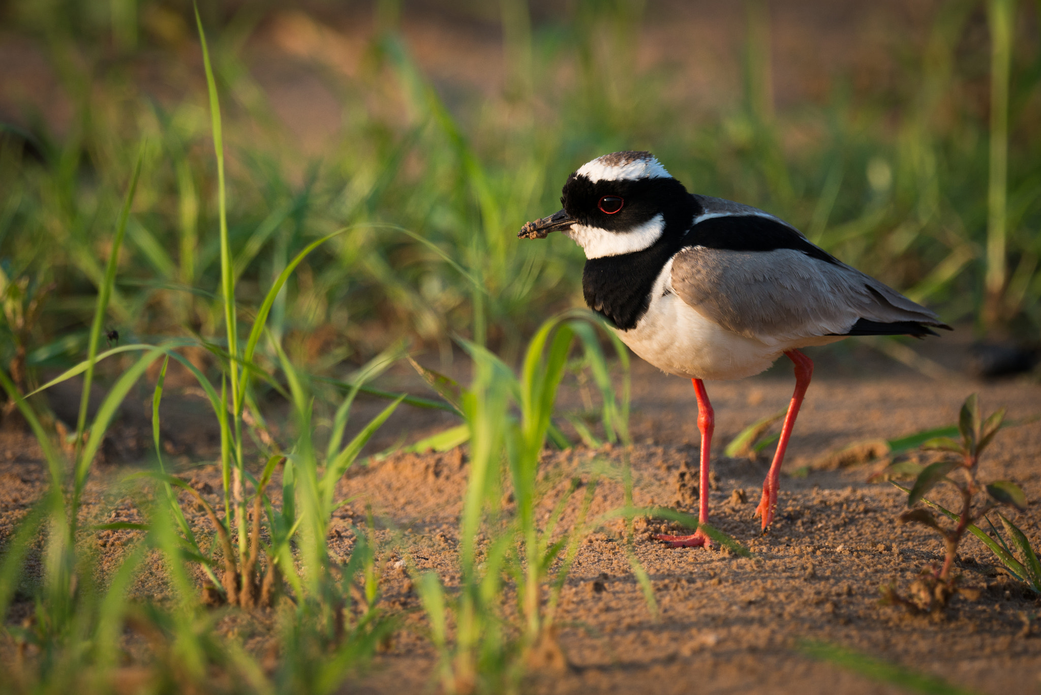 Nikon AF-S Nikkor 800mm F5.6E FL ED VR sample photo. Pied plover walking through grass on beach photography