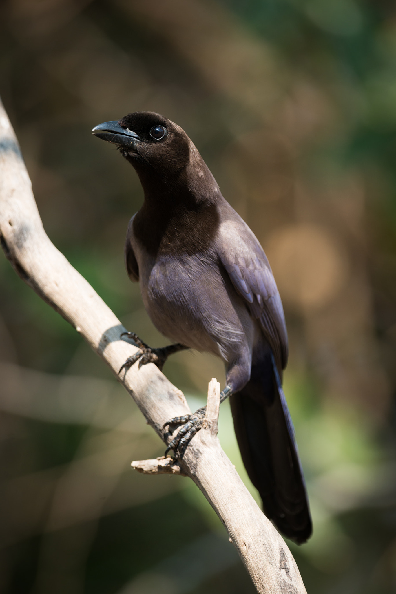 Nikon AF-S Nikkor 800mm F5.6E FL ED VR sample photo. Purplish jay on diagonal branch facing camera photography