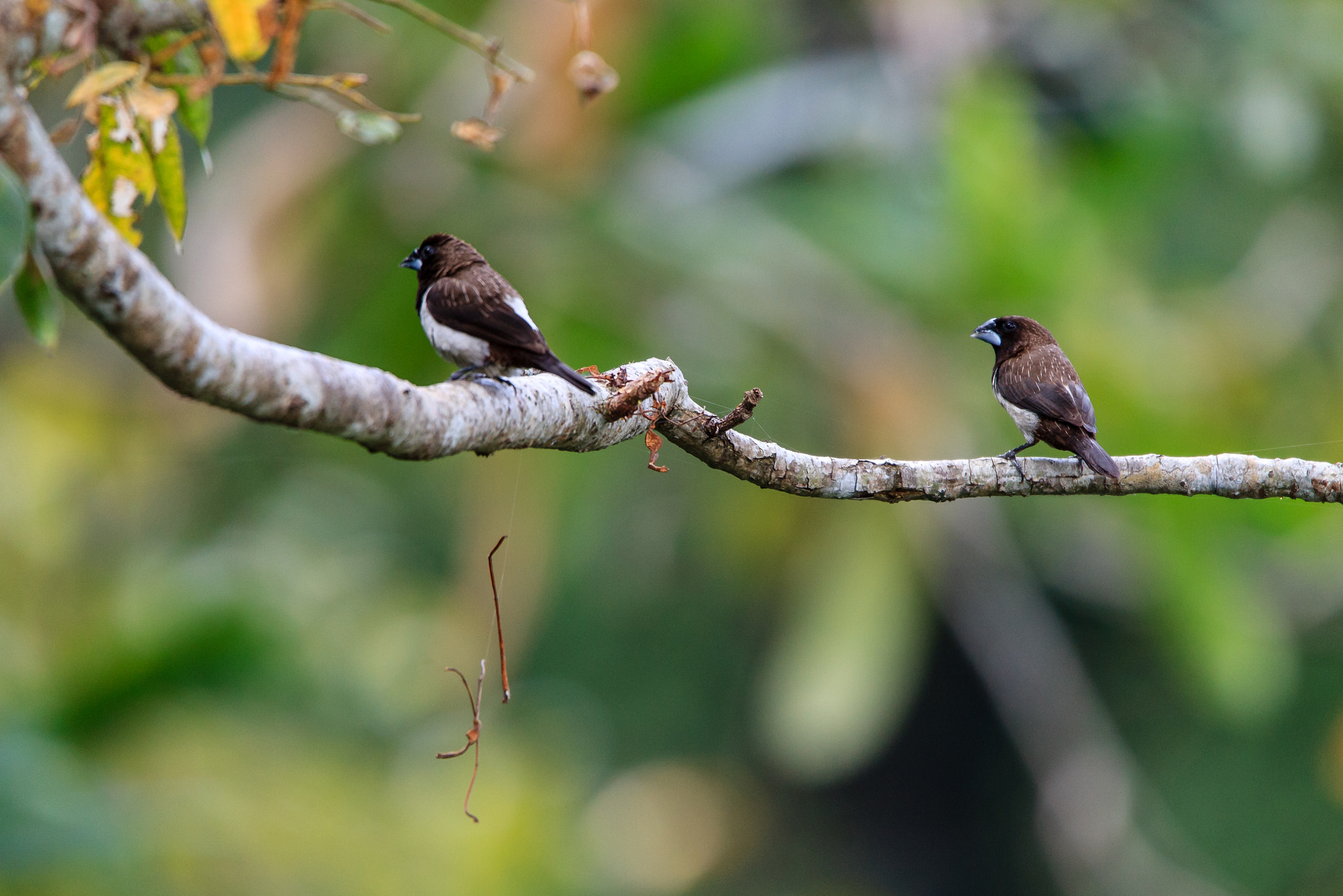 Tamron SP 150-600mm F5-6.3 Di VC USD sample photo. White rumped munia photography