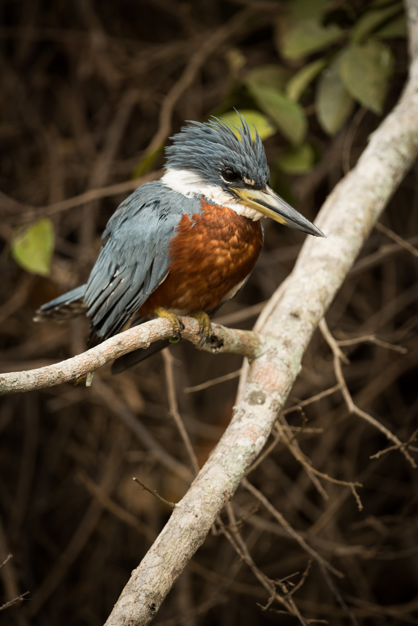 Nikon AF-S Nikkor 800mm F5.6E FL ED VR sample photo. Ringed kingfisher perched on branch facing right photography