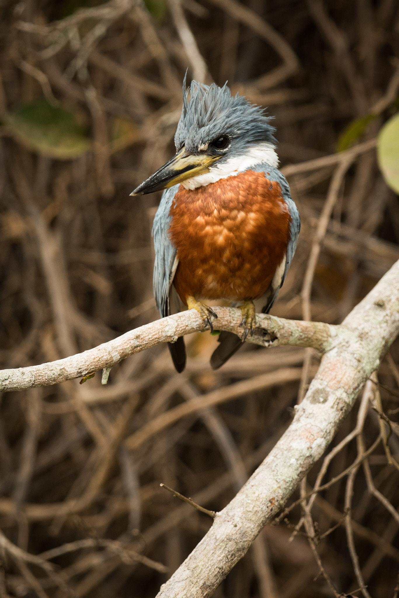 Nikon AF-S Nikkor 800mm F5.6E FL ED VR sample photo. Ringed kingfisher perched on branch turned left photography