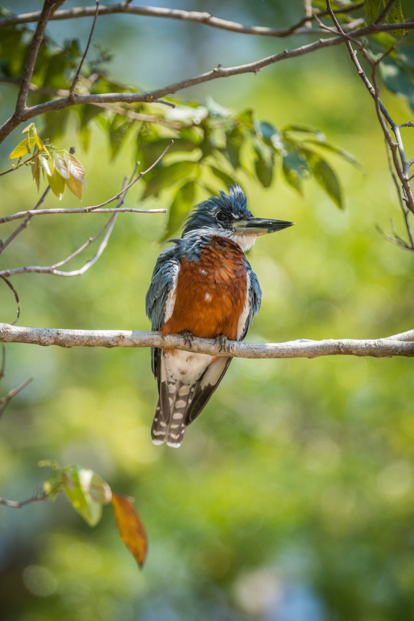 Nikon D800 sample photo. Ringed kingfisher turning head left on branch photography