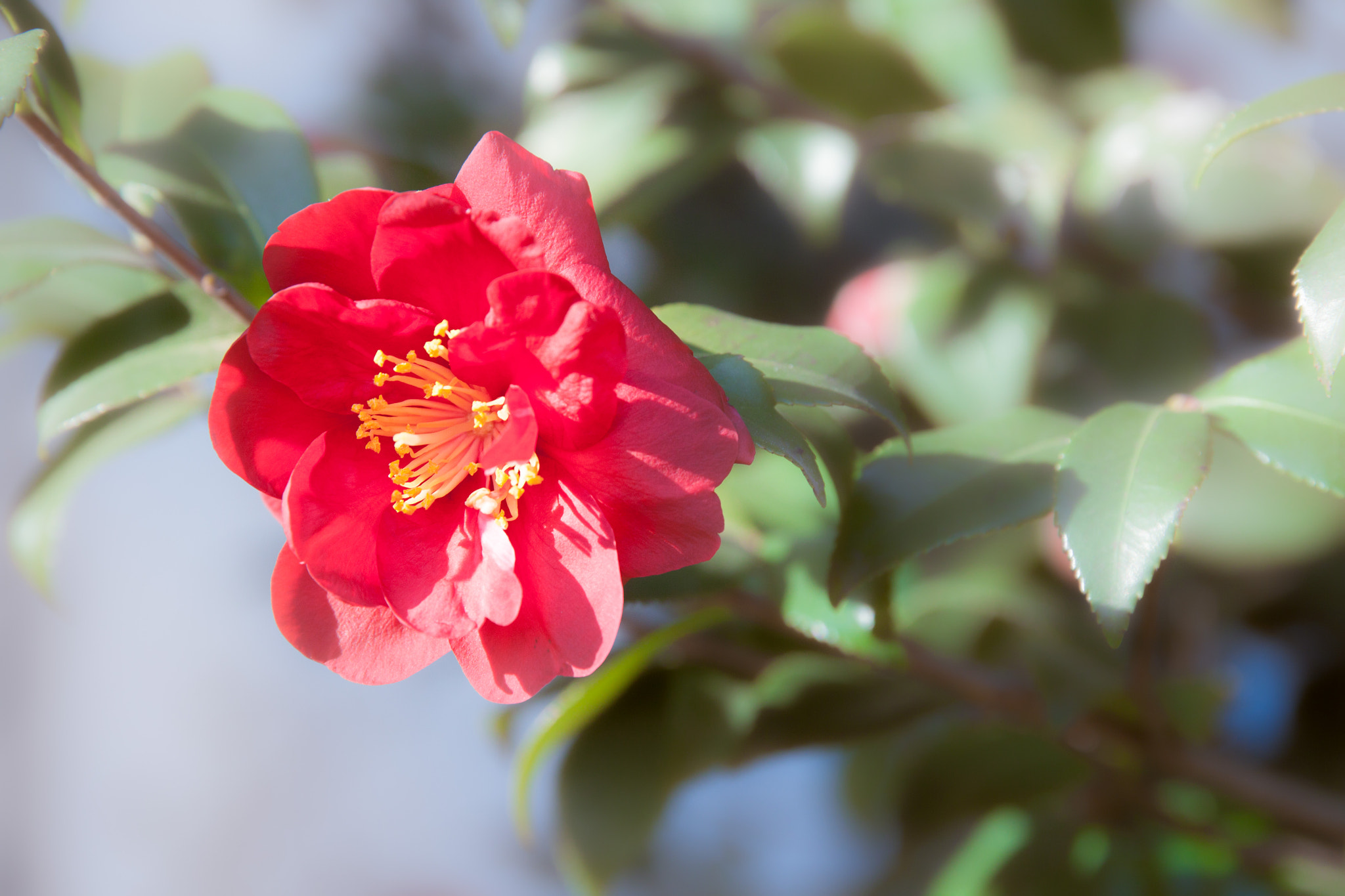 Canon EF 24-70mm F2.8L II USM sample photo. Camellia photography