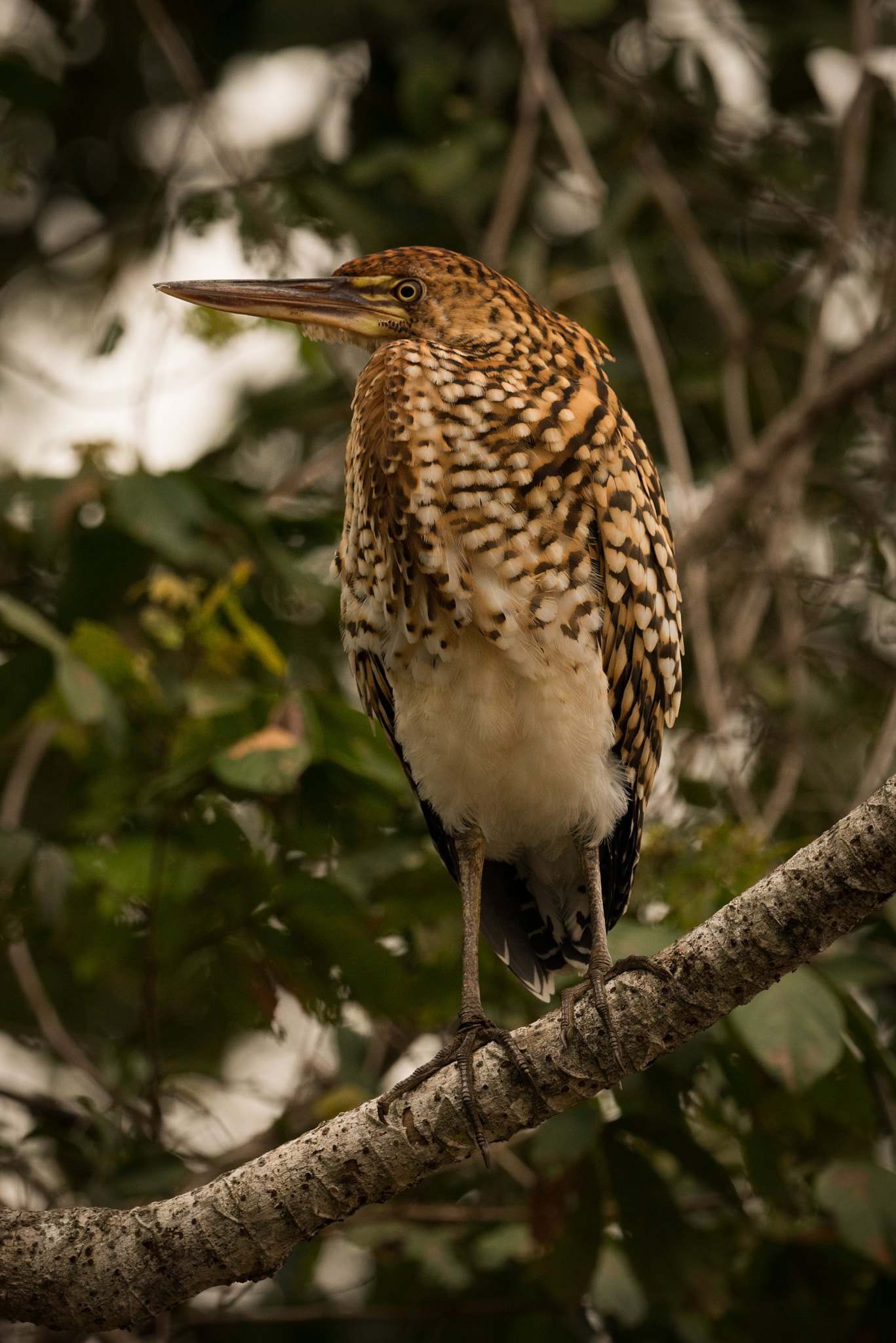 Nikon AF-S Nikkor 800mm F5.6E FL ED VR sample photo. Rufescent tiger heron on branch in profile photography