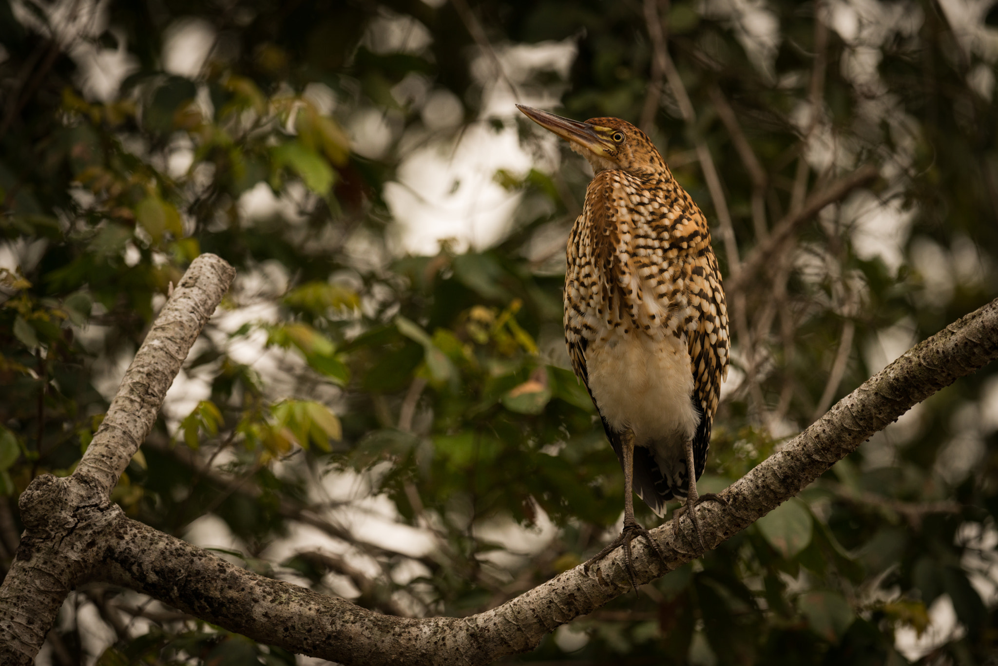 Nikon AF-S Nikkor 800mm F5.6E FL ED VR sample photo. Rufescent tiger heron on branch looking up photography