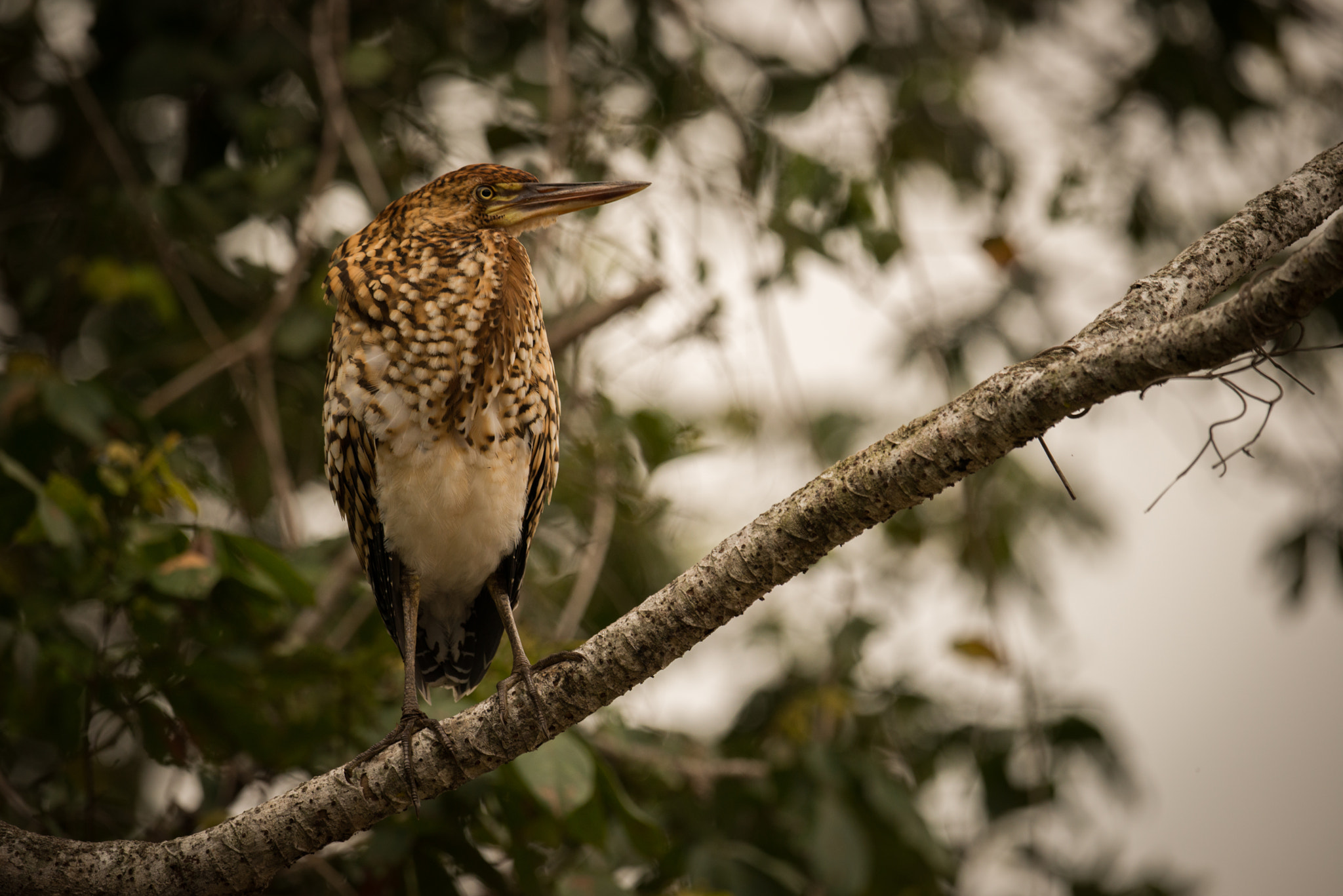 Nikon AF-S Nikkor 800mm F5.6E FL ED VR sample photo. Rufescent tiger heron perched on diagonal branch photography