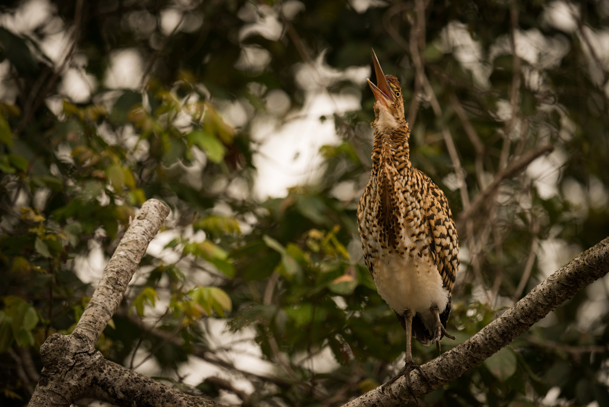Nikon AF-S Nikkor 800mm F5.6E FL ED VR sample photo. Rufescent tiger heron squawking with beak open photography