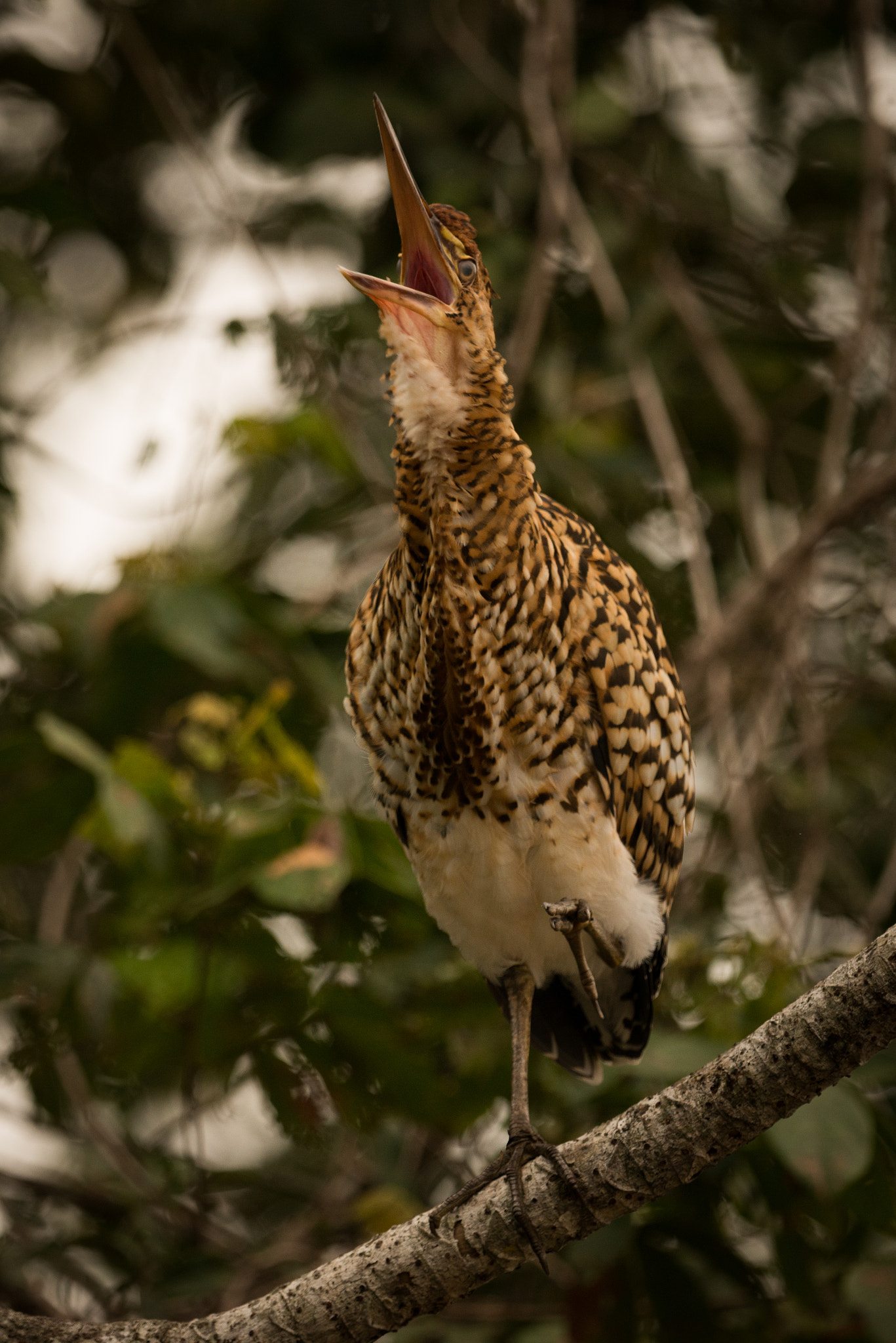 Nikon AF-S Nikkor 800mm F5.6E FL ED VR sample photo. Rufescent tiger heron squawking with open beak photography