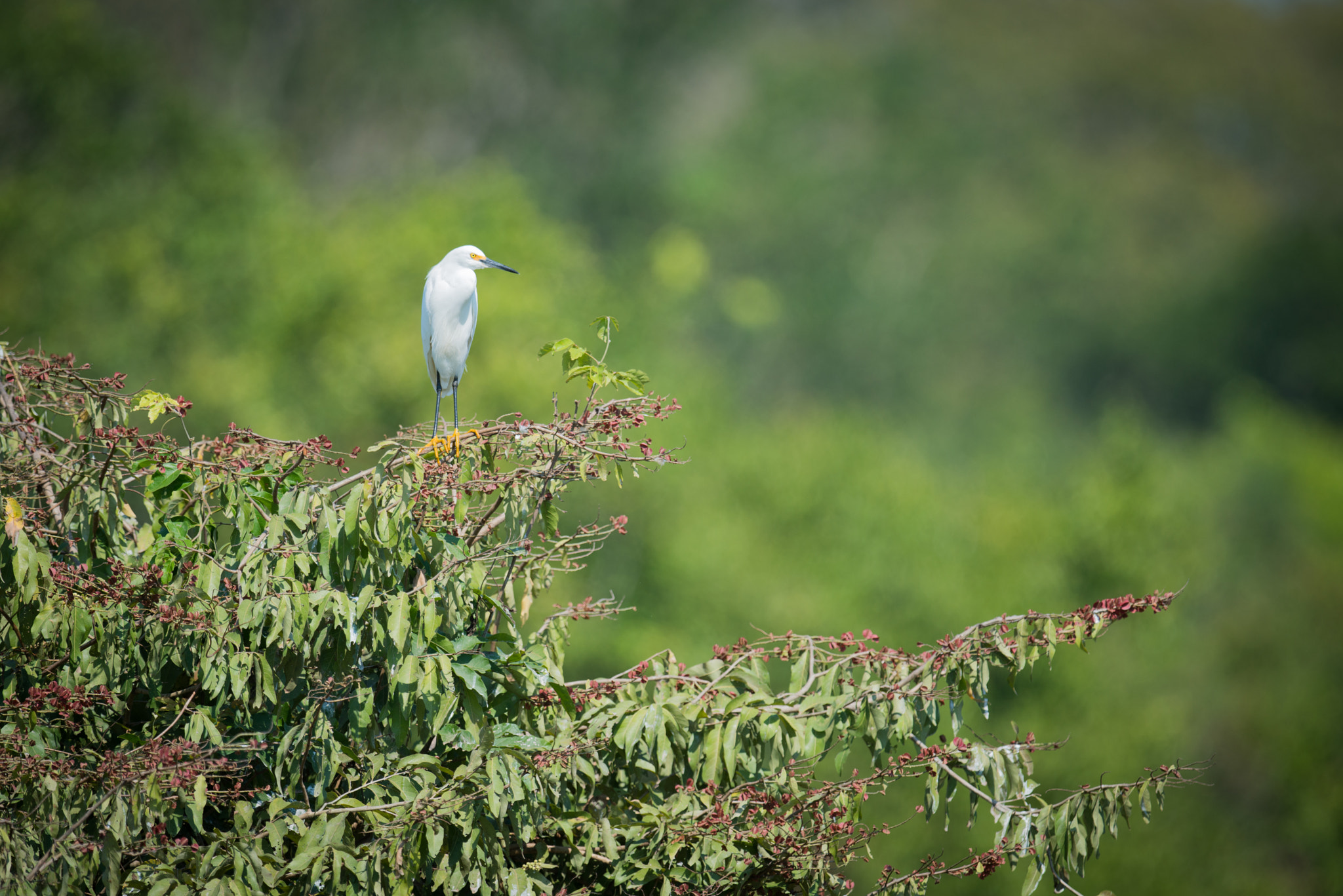 Nikon AF-S Nikkor 800mm F5.6E FL ED VR sample photo. Snowy egret on branch with blurred background photography
