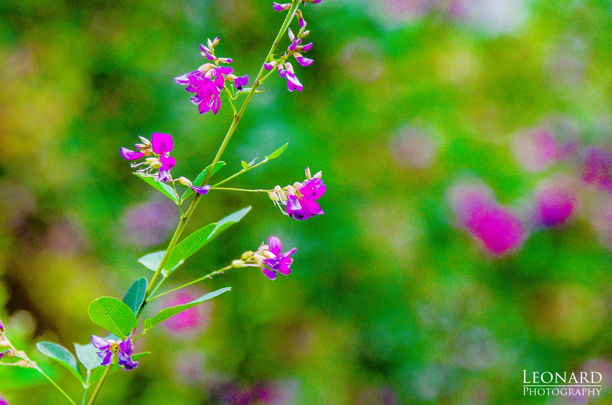 Nikon D7000 sample photo. Purple flower photography