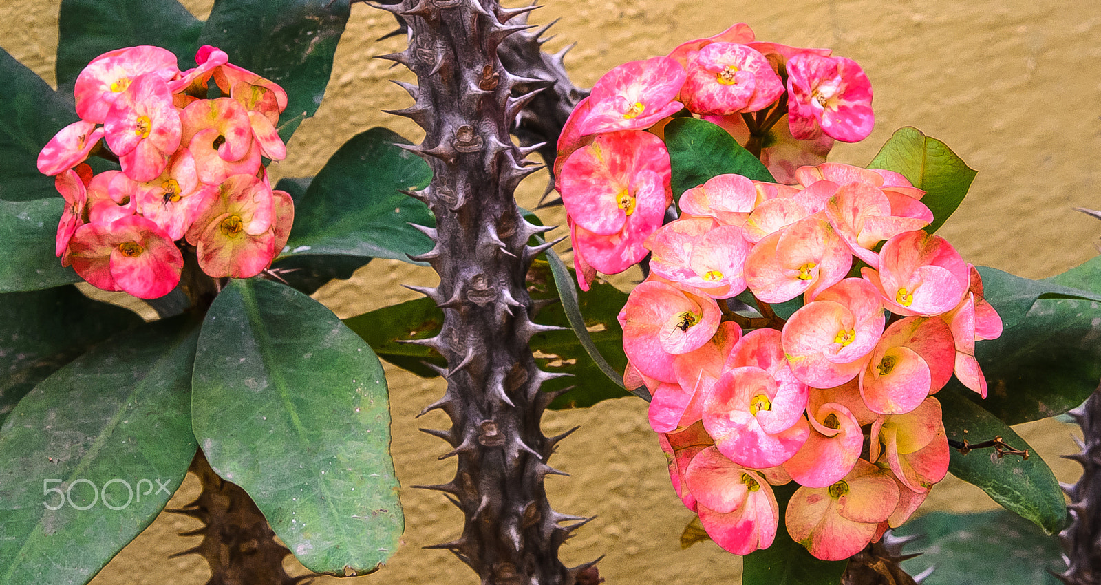 Nikon AF-S Nikkor 24-120mm F4G ED VR sample photo. We have a thorny side to our make-up!! photography