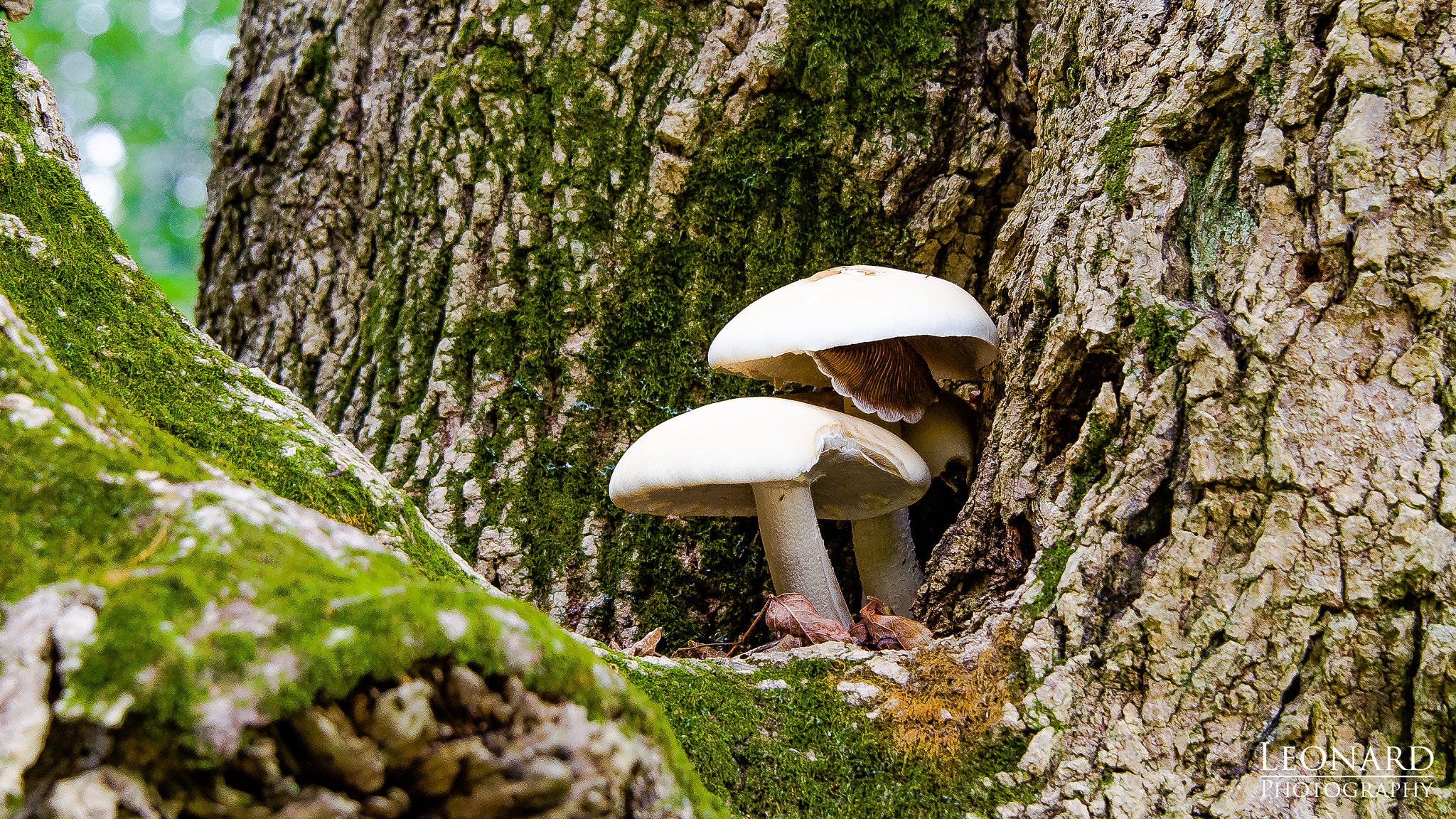 Nikon D7000 sample photo. Mushrooms on a tree photography