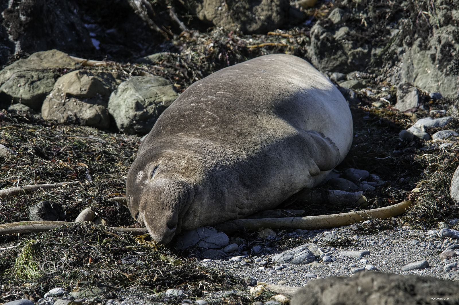 Nikon D300 sample photo. Elephant seal photography