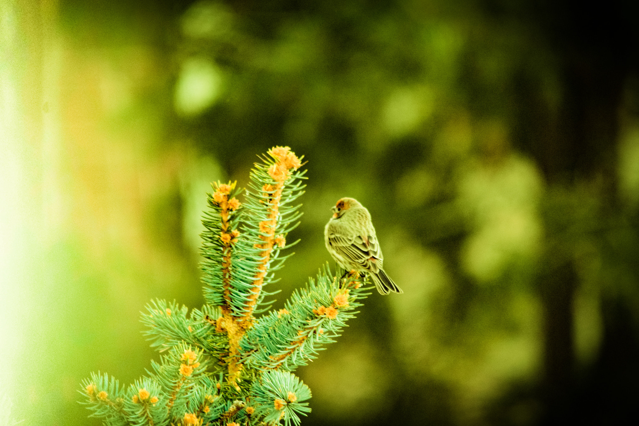 Sigma 150-500mm F5-6.3 DG OS HSM sample photo