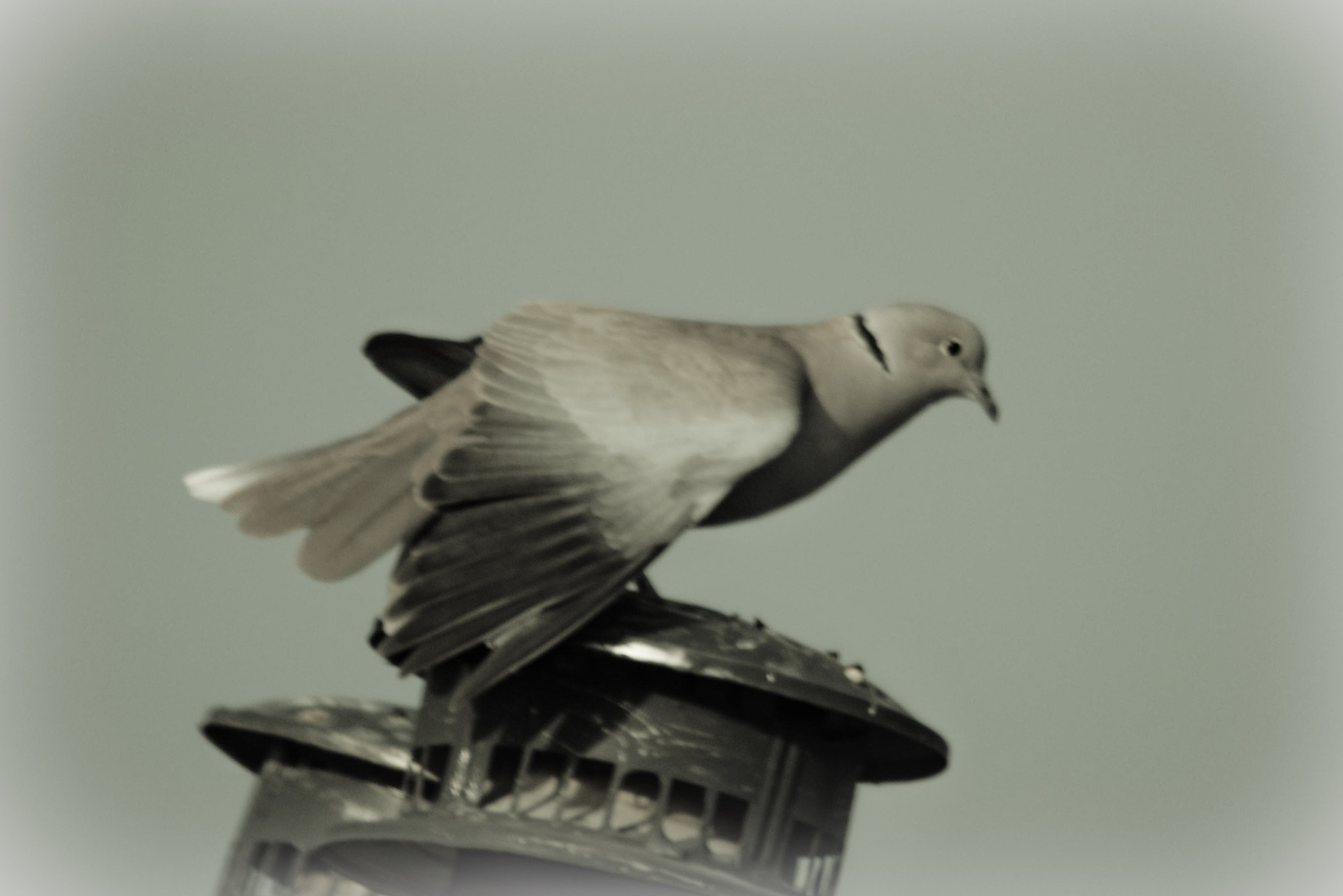 Sigma 150-500mm F5-6.3 DG OS HSM sample photo