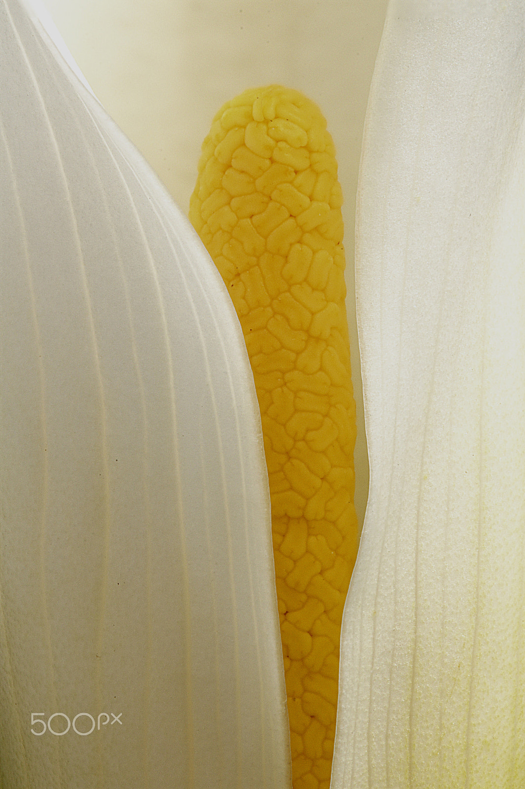 Canon EOS 760D (EOS Rebel T6s / EOS 8000D) sample photo. Calla lily focus 2 photography