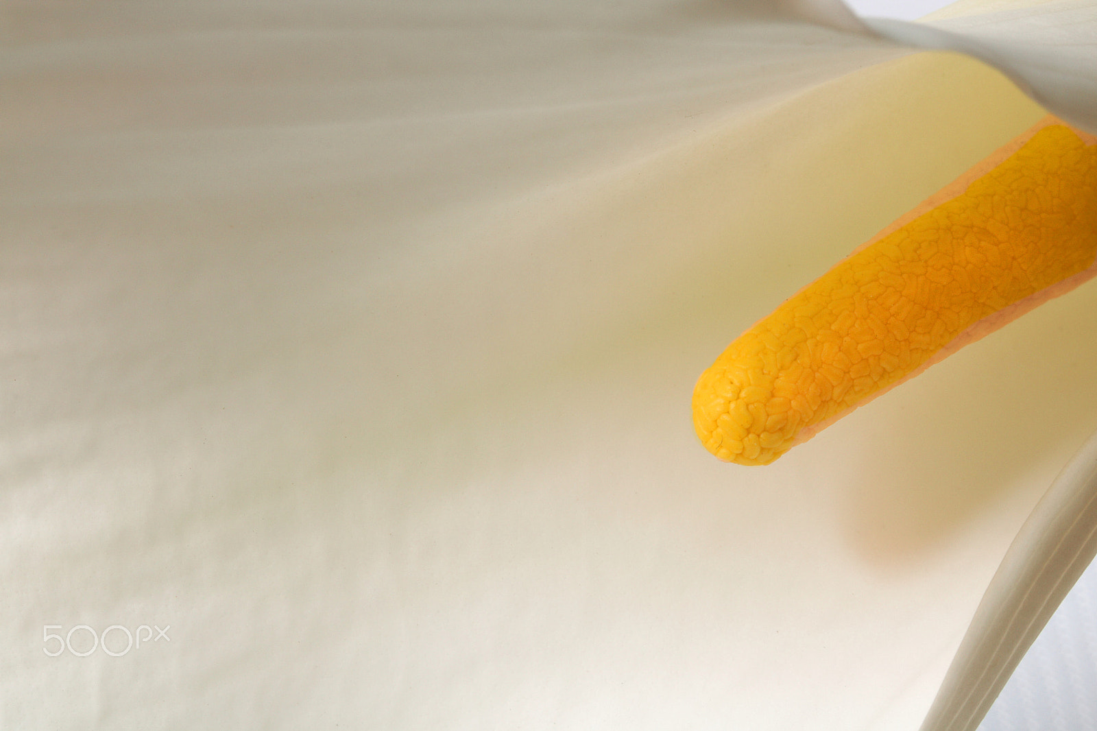 Canon EOS 760D (EOS Rebel T6s / EOS 8000D) sample photo. Calla lily photography