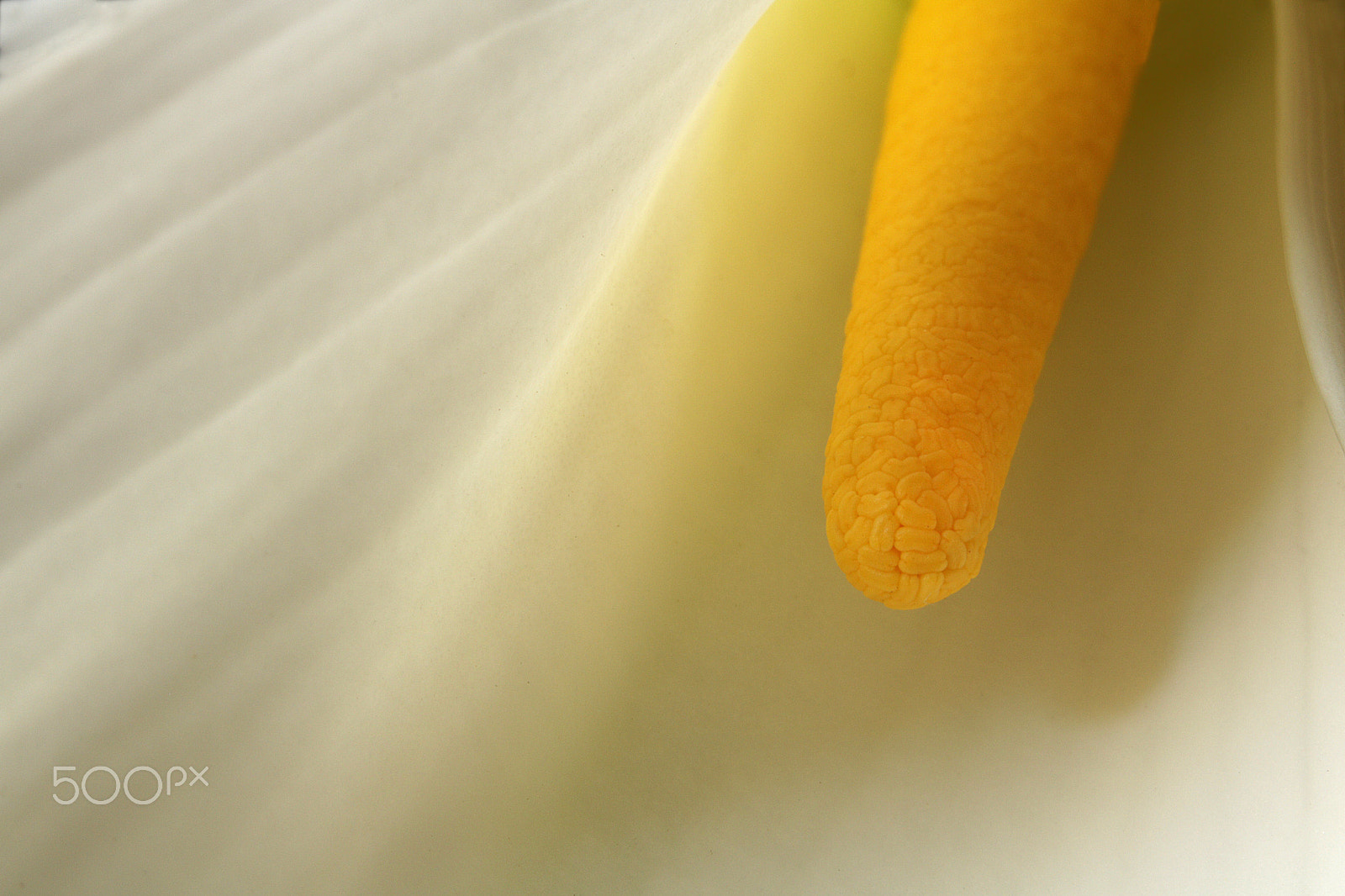 Canon EOS 760D (EOS Rebel T6s / EOS 8000D) sample photo. Calla lily 0826 photography