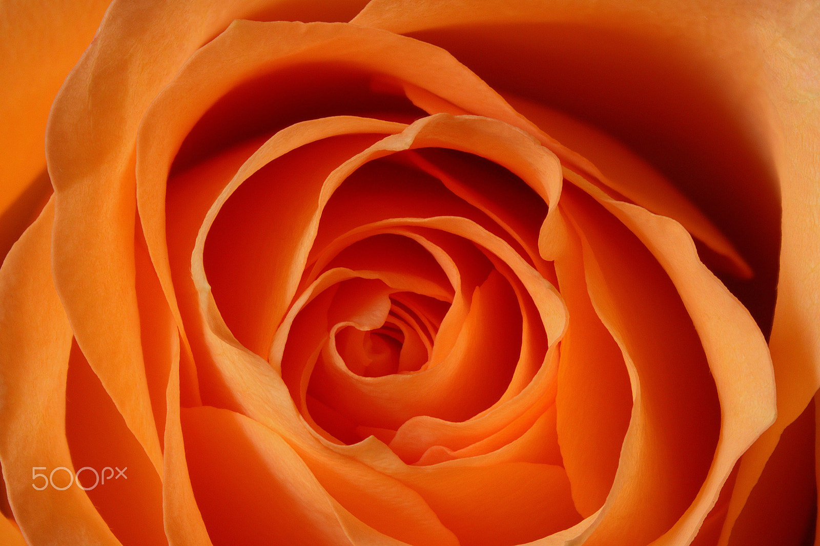 Canon EOS 760D (EOS Rebel T6s / EOS 8000D) sample photo. Rose focus 2 photography