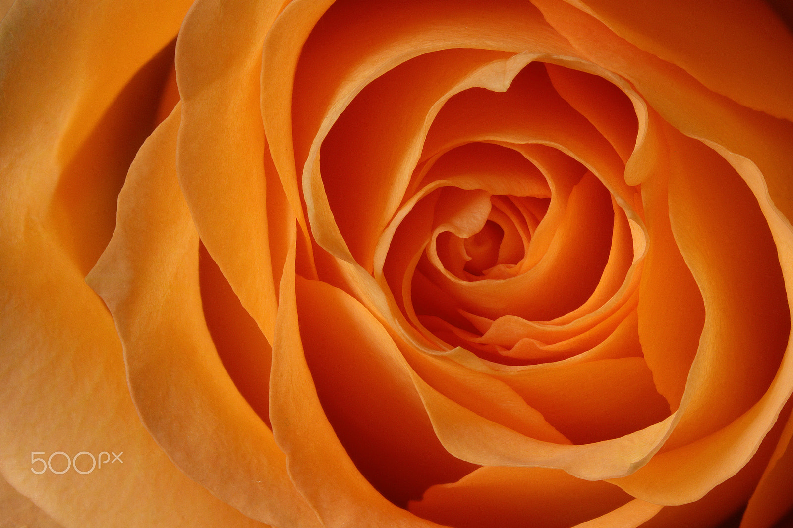 Canon EOS 760D (EOS Rebel T6s / EOS 8000D) sample photo. Rose focus 2-2 photography
