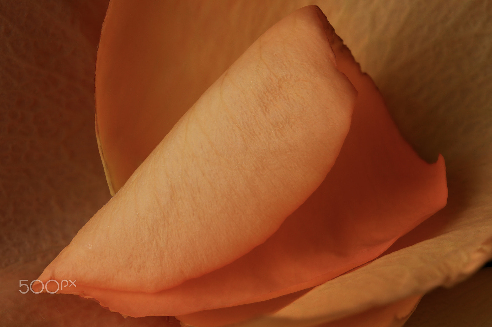 Canon EOS 760D (EOS Rebel T6s / EOS 8000D) sample photo. Rose petal 0885 photography