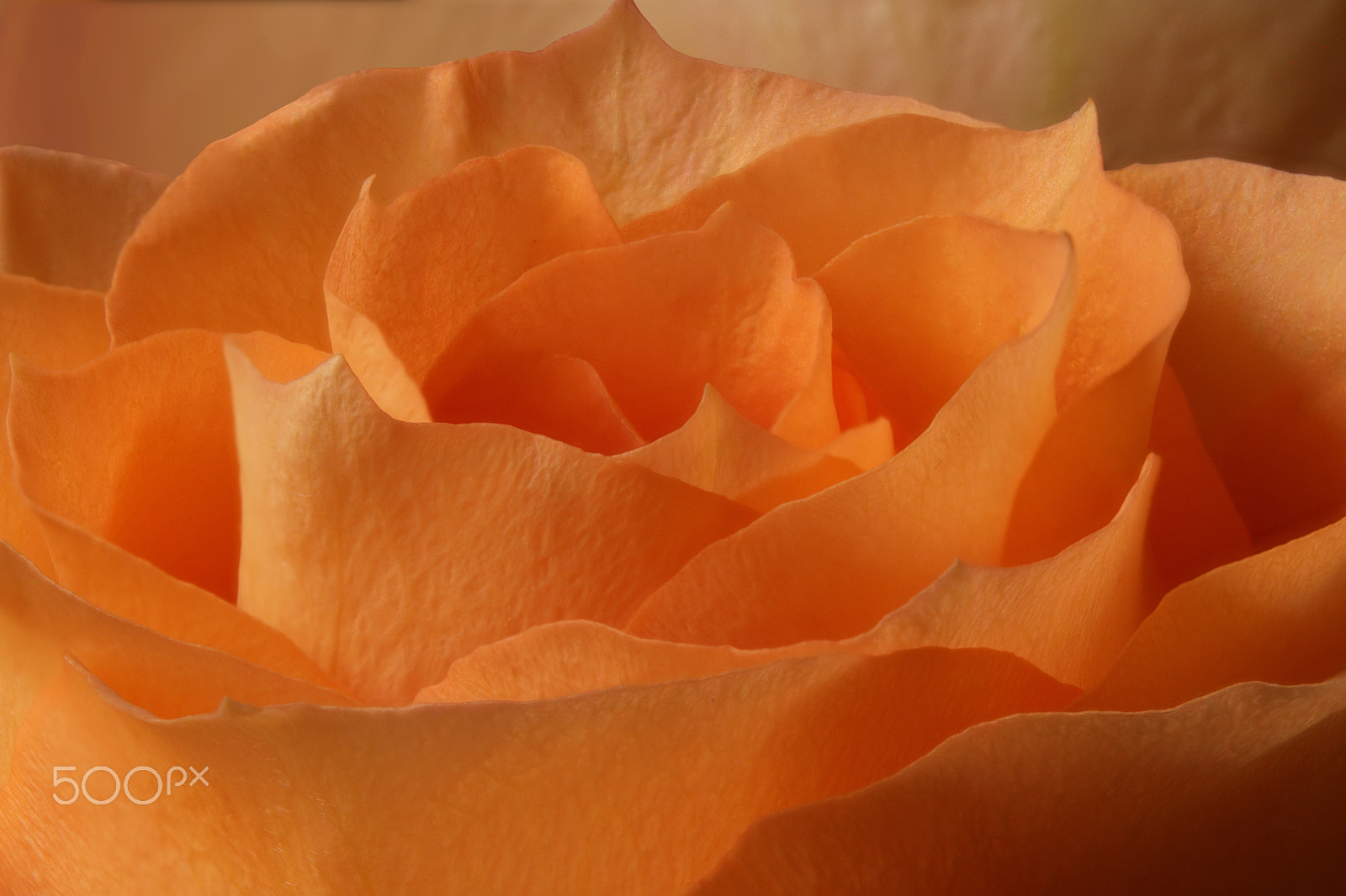 Canon EOS 760D (EOS Rebel T6s / EOS 8000D) sample photo. Rose focus 0304 photography
